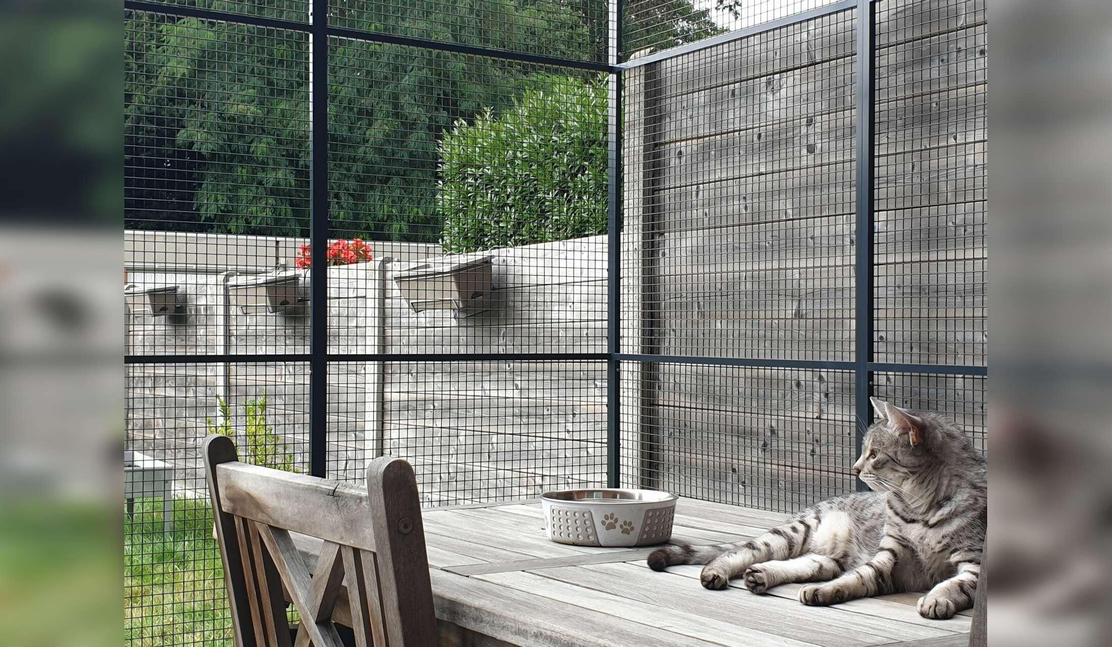 4 cats in nice appartment. 5KM van centrum Antwerpen - Image 5