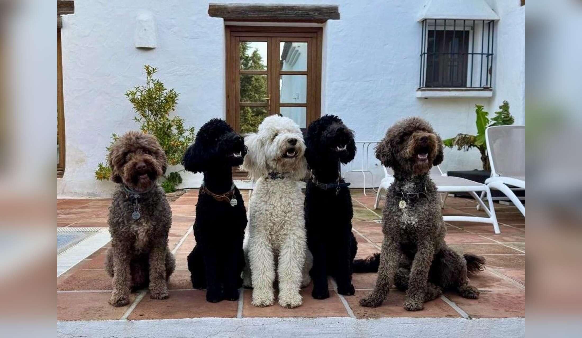 Finca in Andalucia offering pet sitting holidays