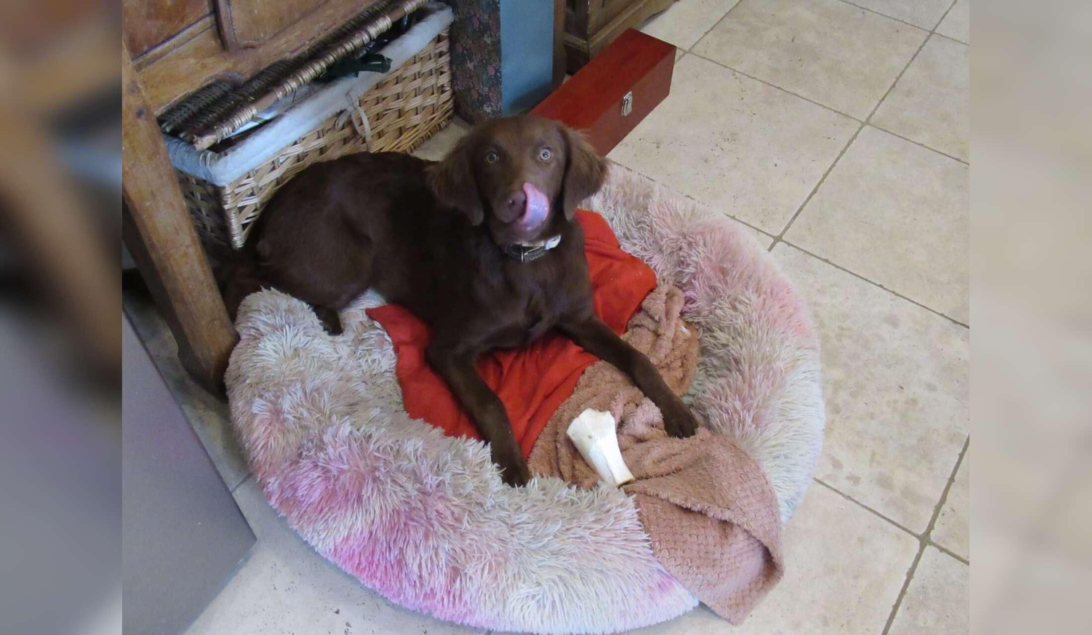 Beautiful house in the Gers with lovely affectionate dogs to look after - Image 4