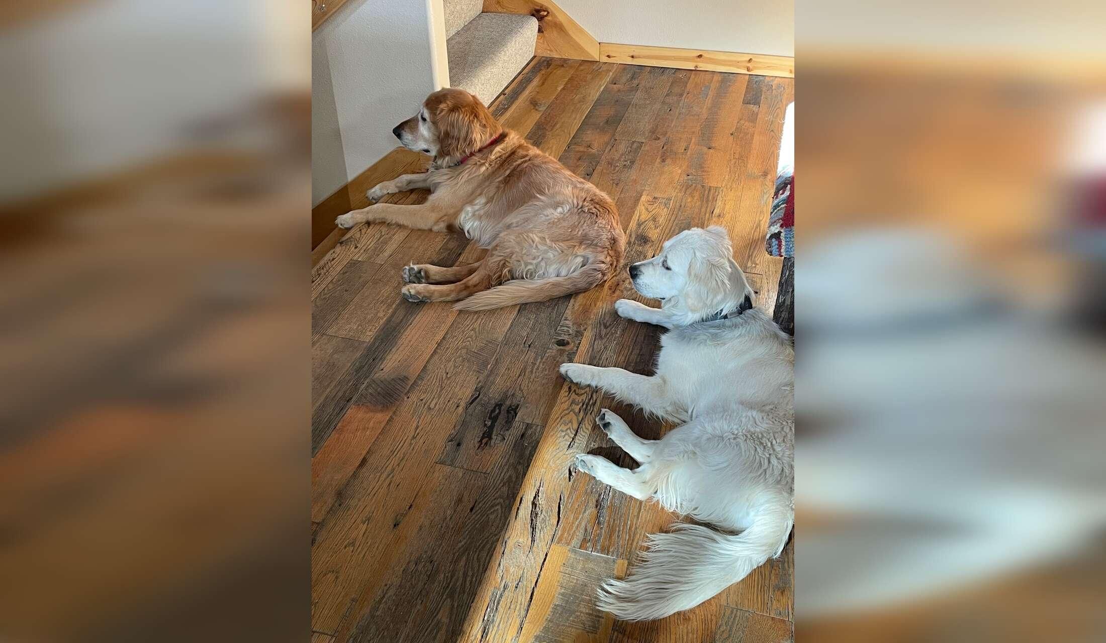 Great NW *(Summerlin area of Las Vegas) house w/sweet Golden Retrievers needs Dogsitter