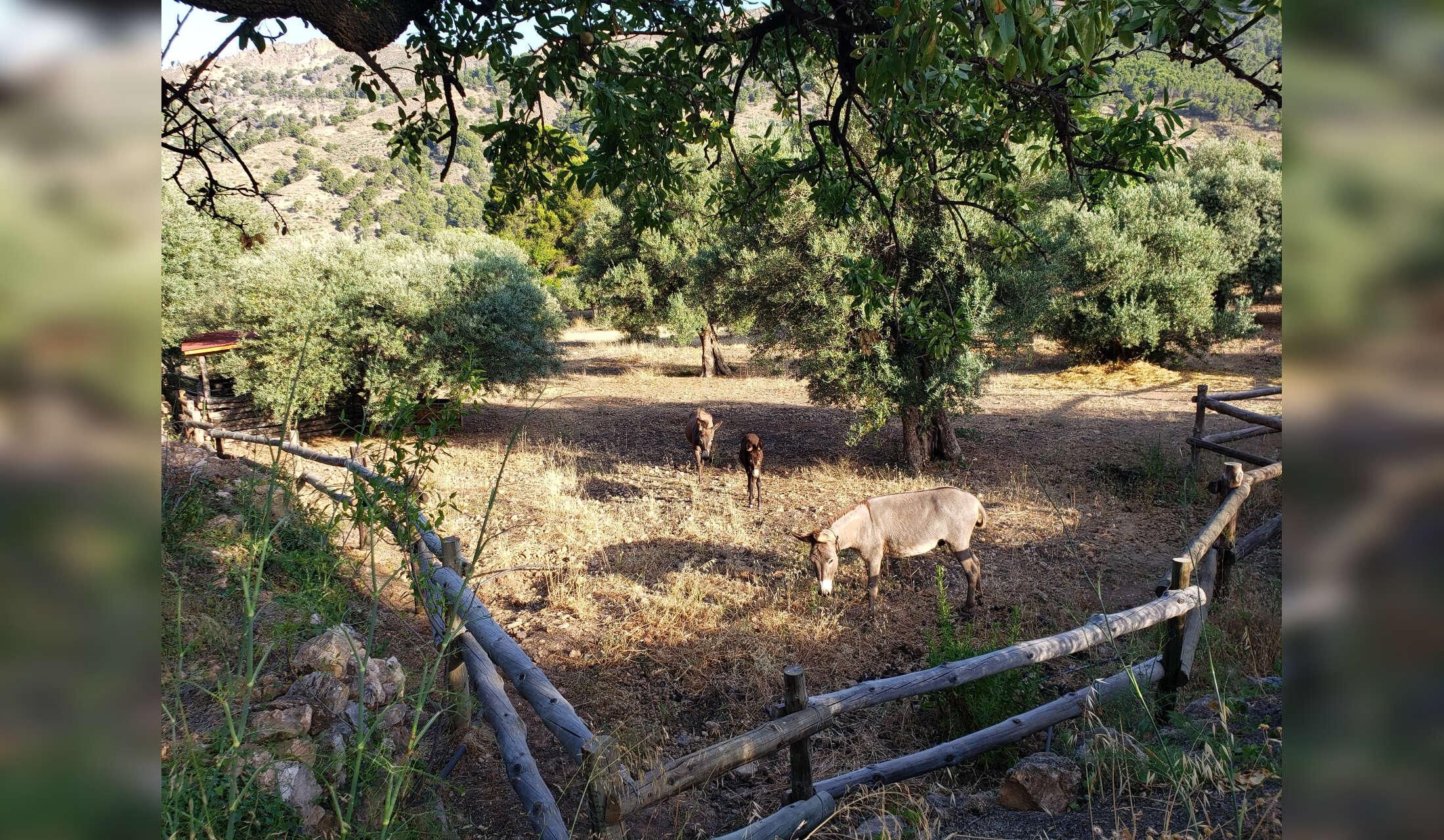 Country house in Andalusia - animal lovers only - Image 2