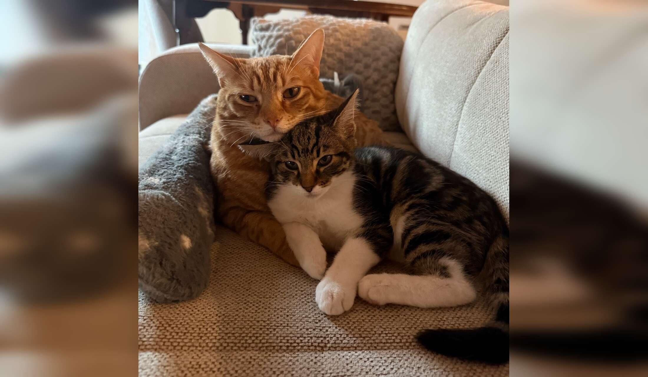 Cosy apartment in Fairview (D3) + 2 super friendly cats looking for a sitter - Image 9