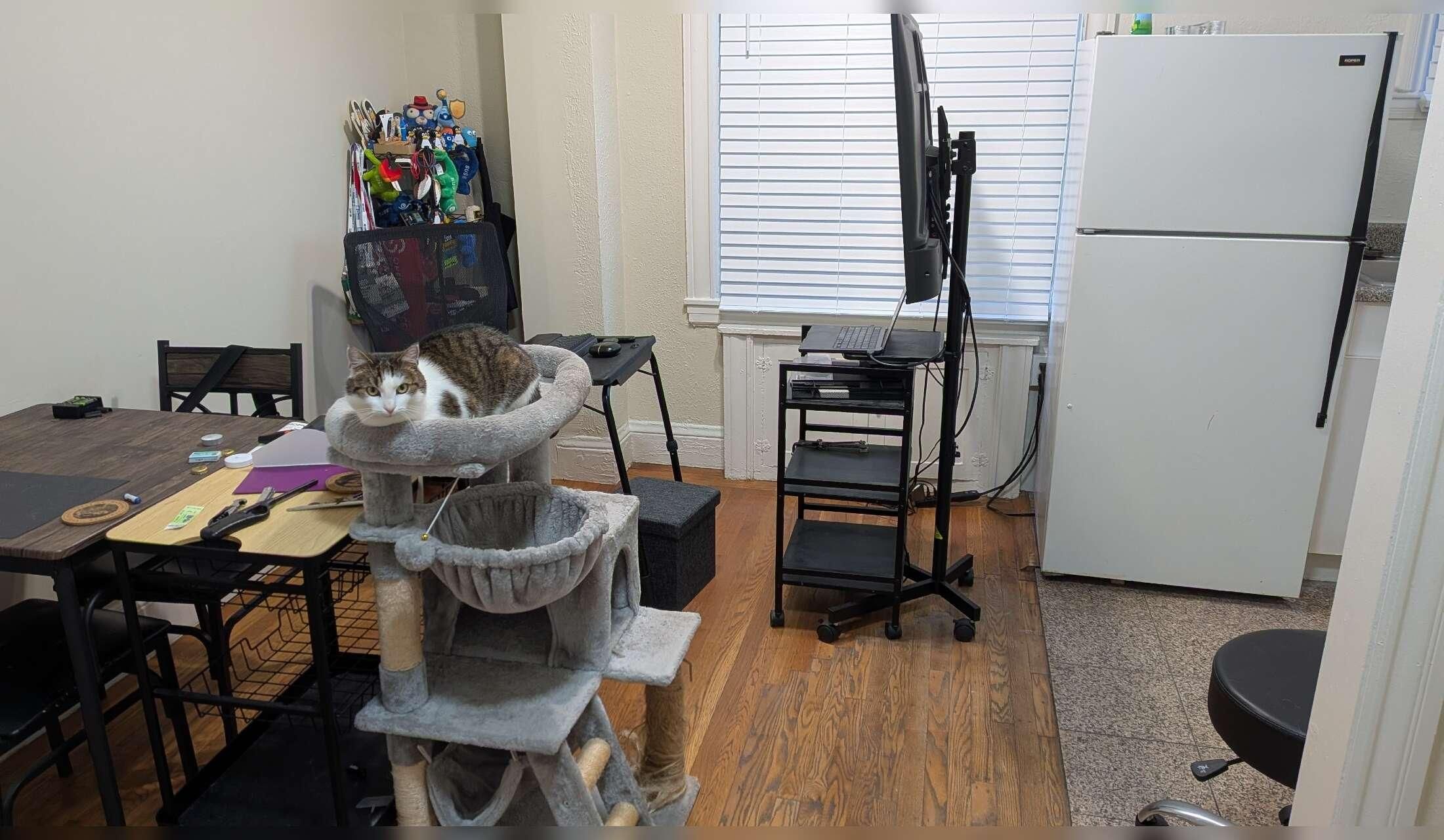 3-week San Francisco Stay: Care for One Cat in an Apt - Image 2