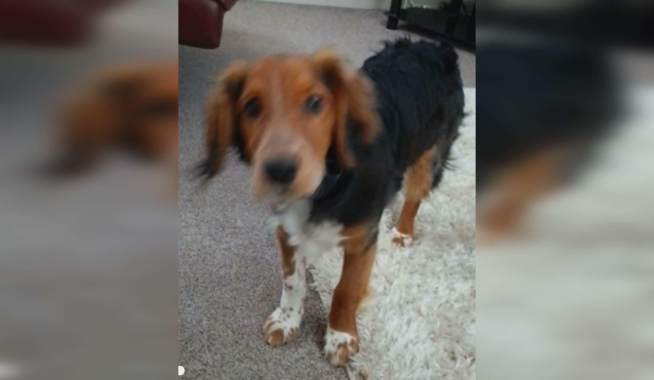 Adorable Cockerpoo/ Australian Shepherd Collie Needs Sitter - Image 2