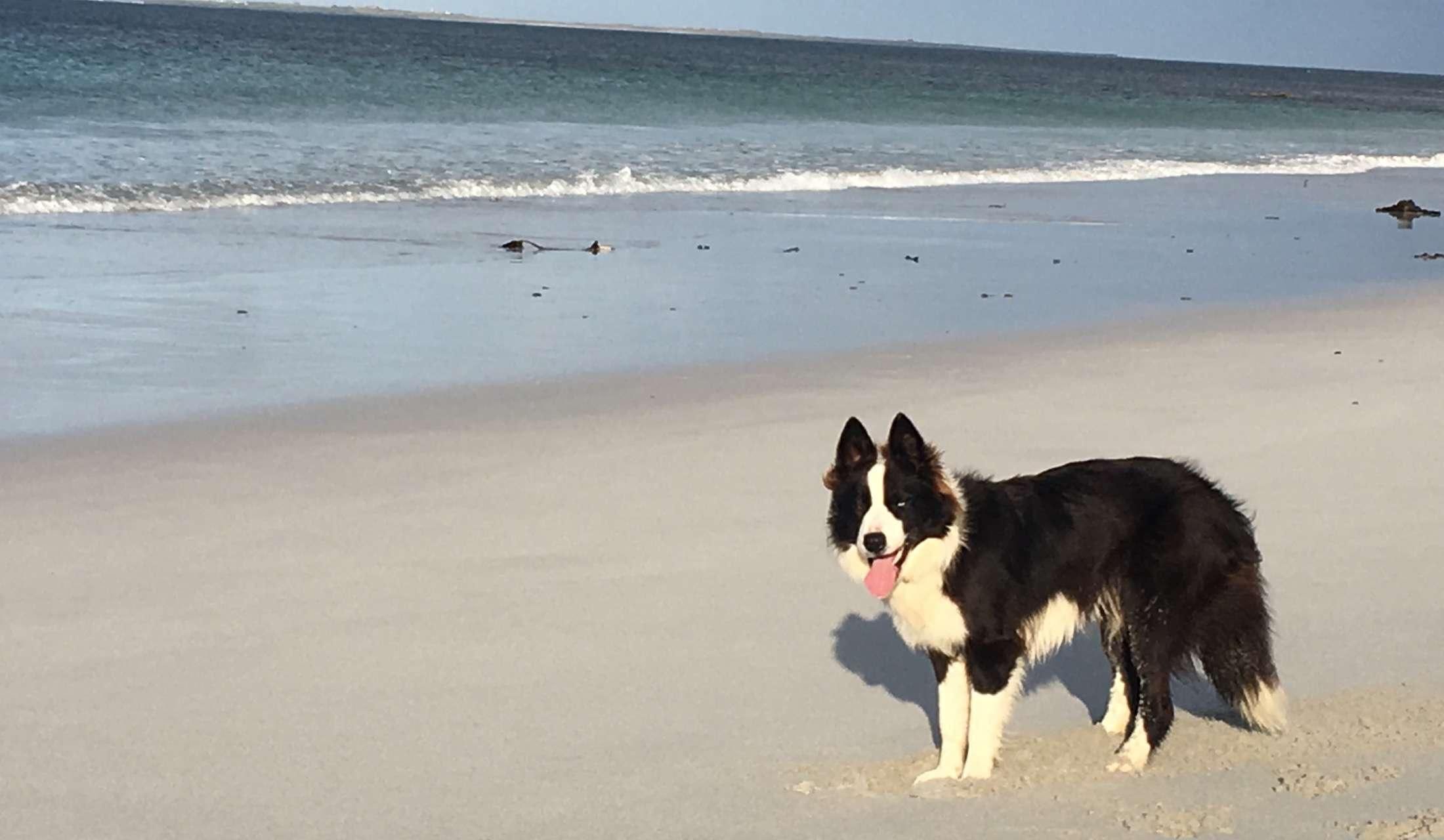 Orkney Islands - dog sit opportunity - Image 4
