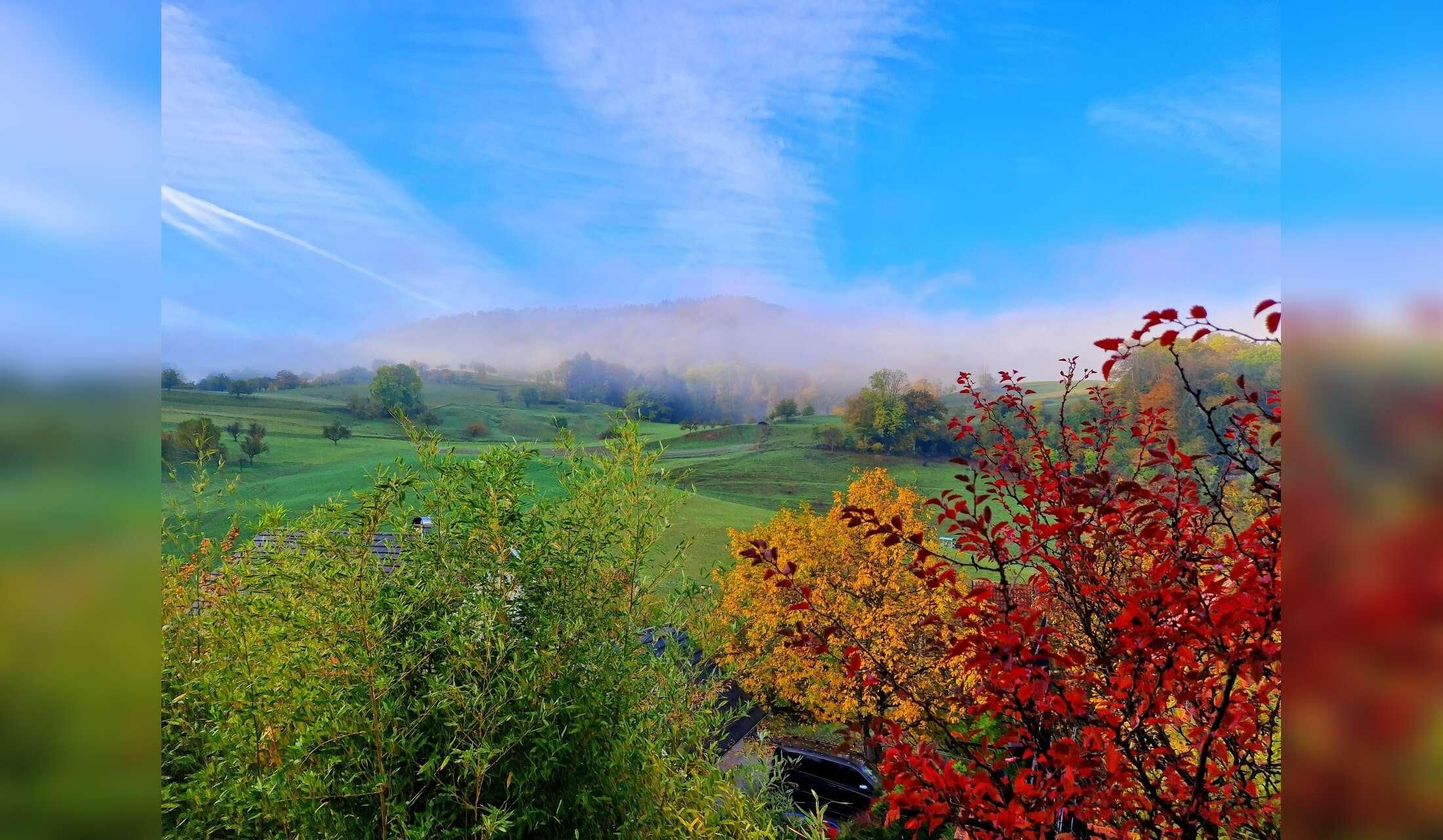 One week in the Swiss country side with 4 lovely Norwegian forest cats - Image 7