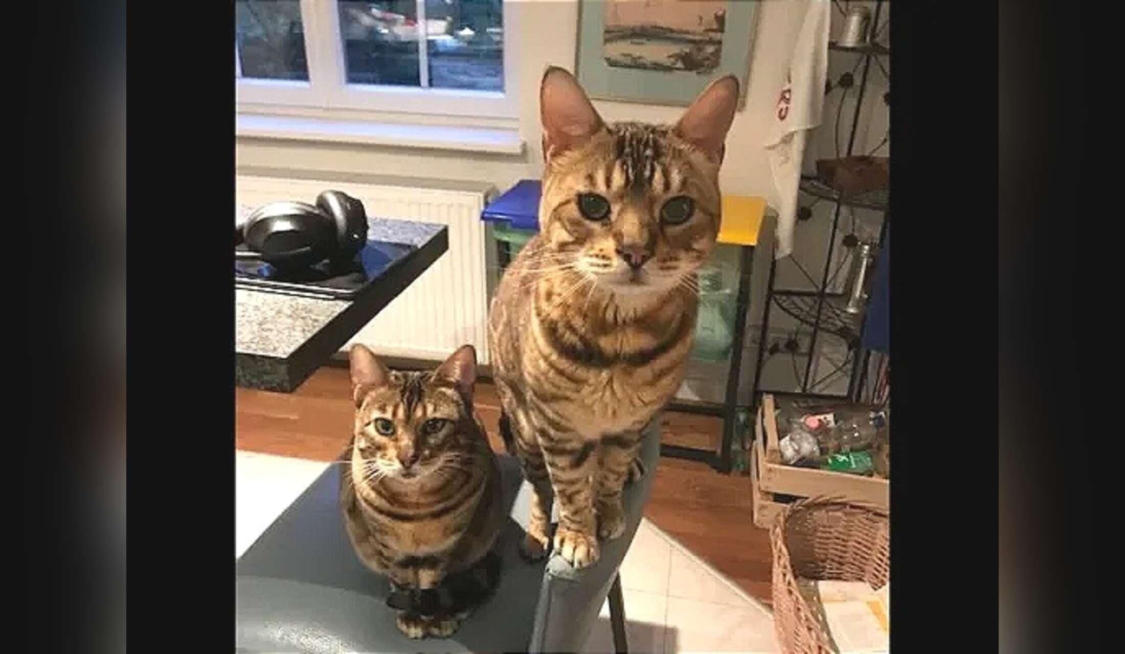 Beautiful Bengals in Heidelberg Germany - Image 5