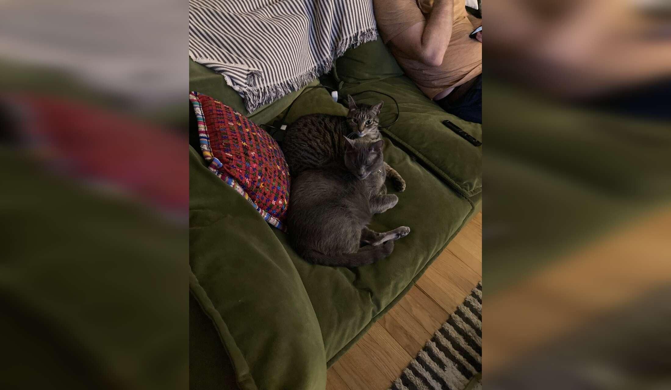Looking for a house/pet sitter for the week of Thanksgiving 2026 - Image 5