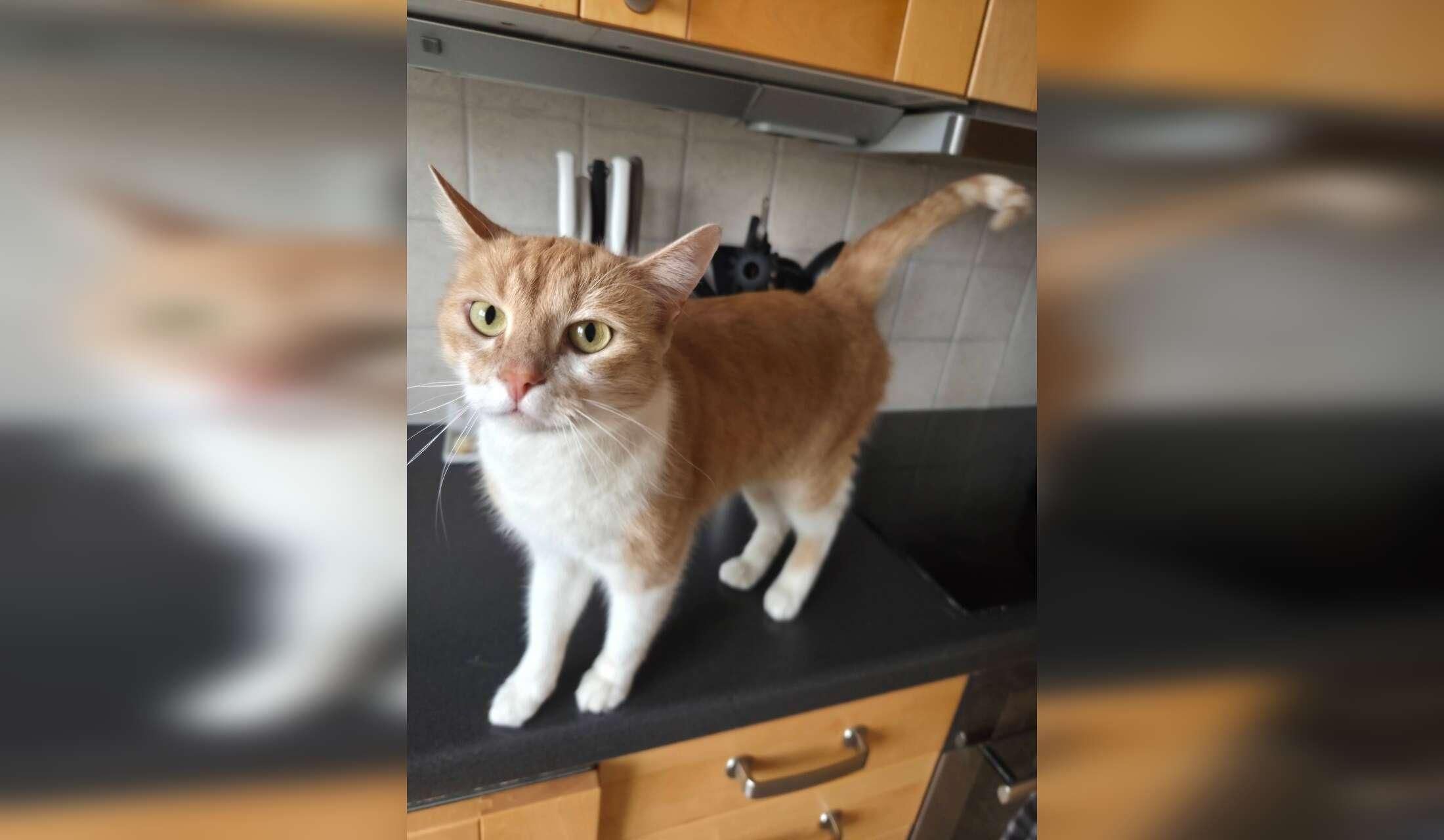 Cat loving sitter needed in Halmstad, Sweden - Image 2