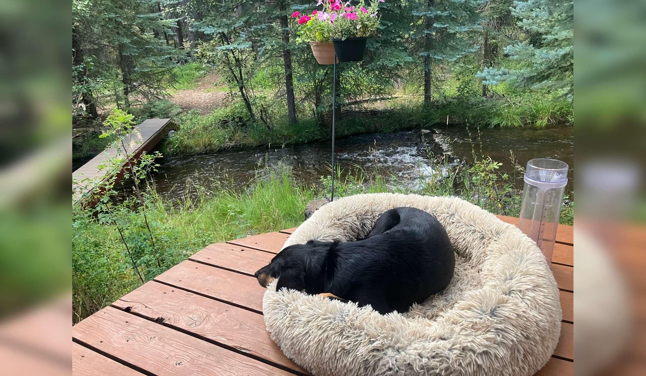 Dog Lover for House on River in Durango, Colorado - Image 6