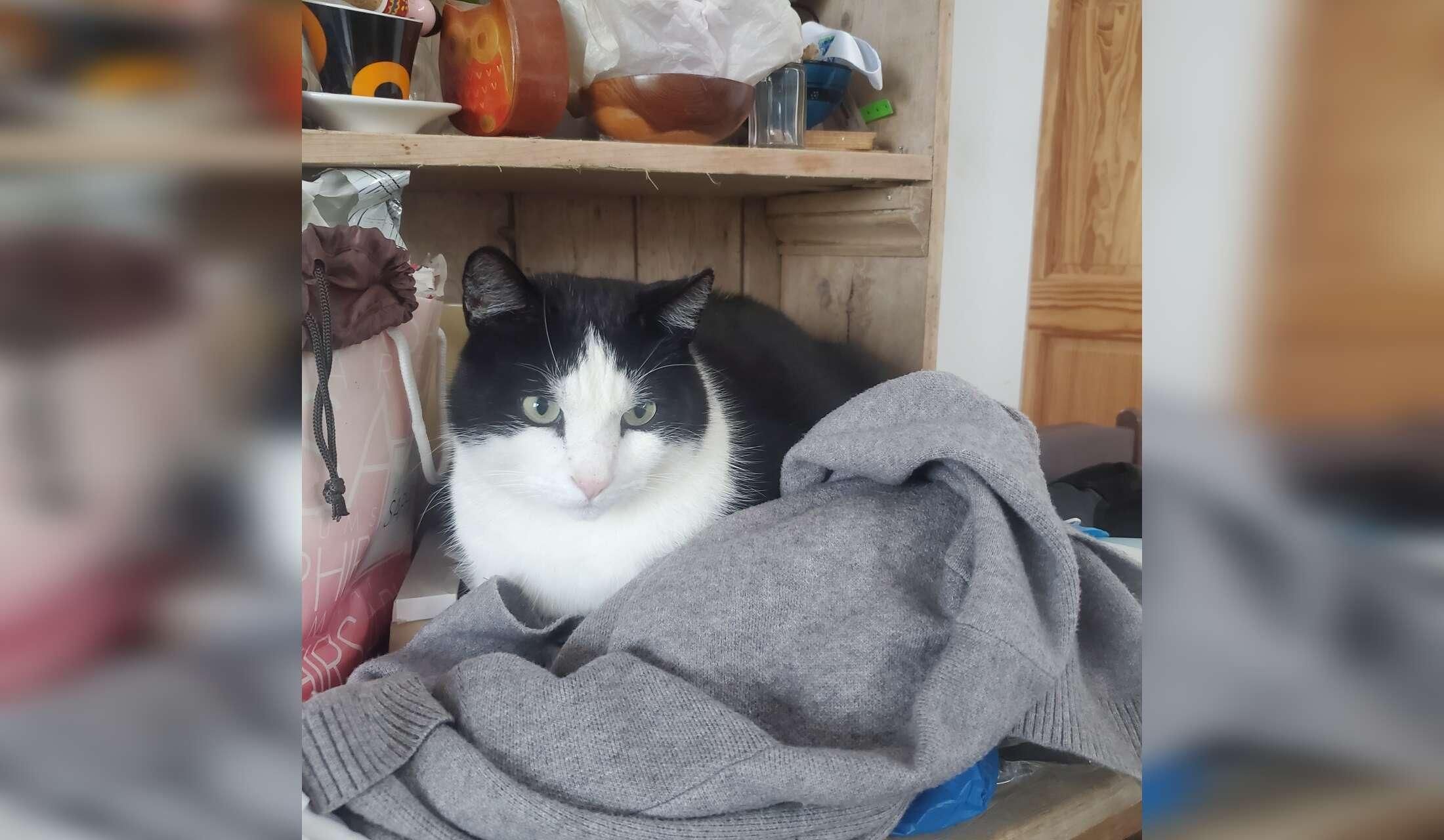Pet sitting for two cats in Wicklow, Ireland - Image 3