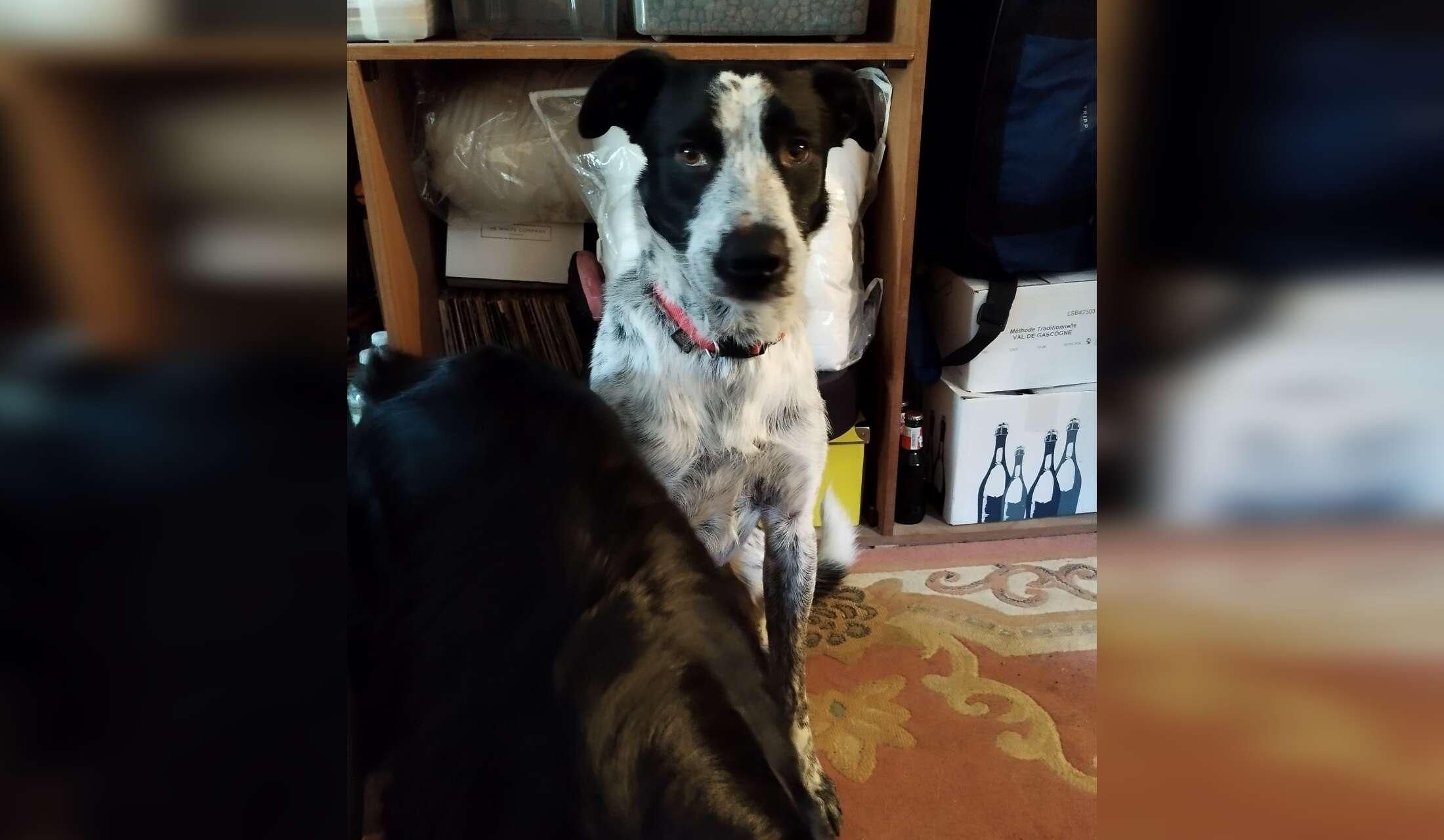 Animal Lovers Required for Housesitting in SW France in October 2026 - Image 4