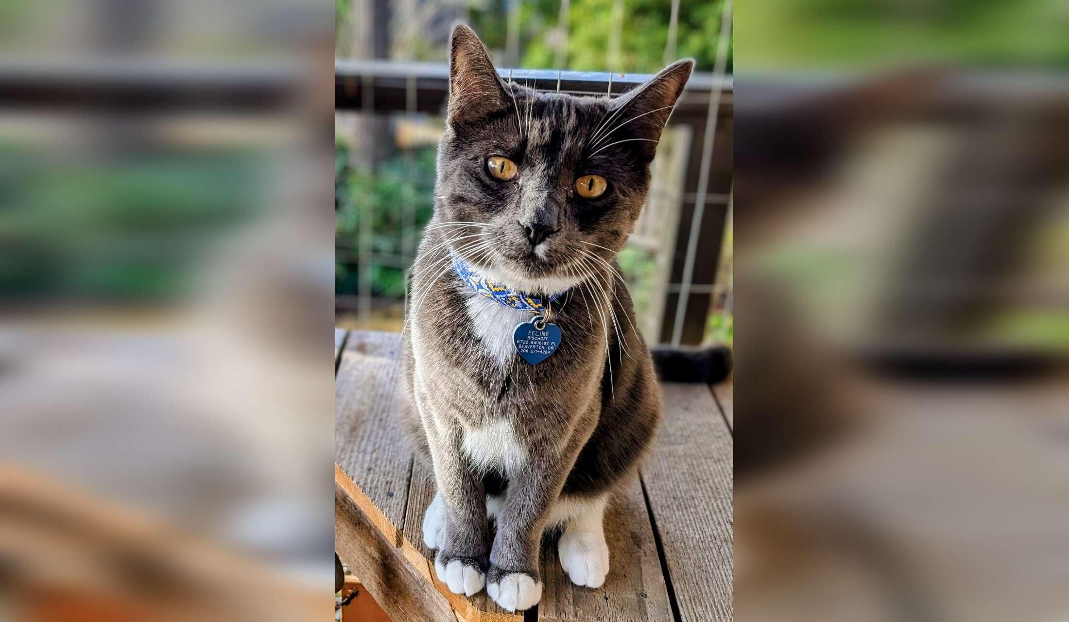 Catloving housesitter needed for 17 days in Portland Oregon Area - Image 5