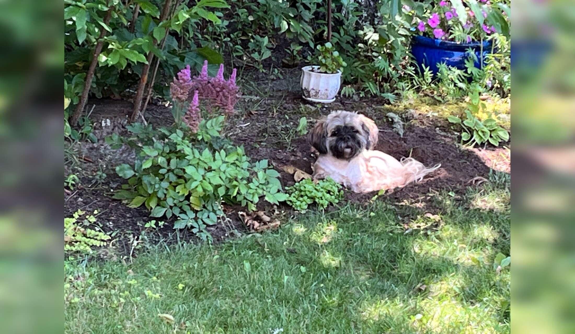 Beautiful Cape Cod and adorable Bichon/Shih Tzu mix - Image 2