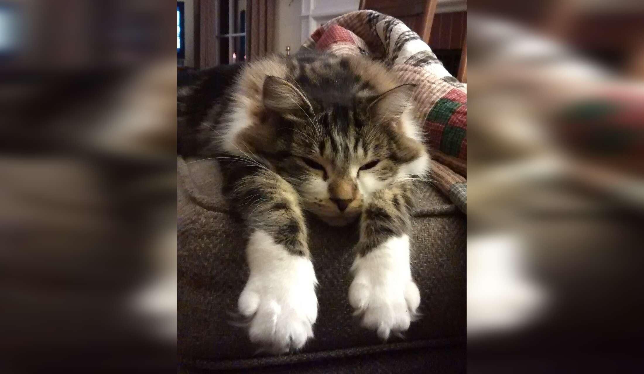 Cat Sit and Enjoy Fall on the Central Coast