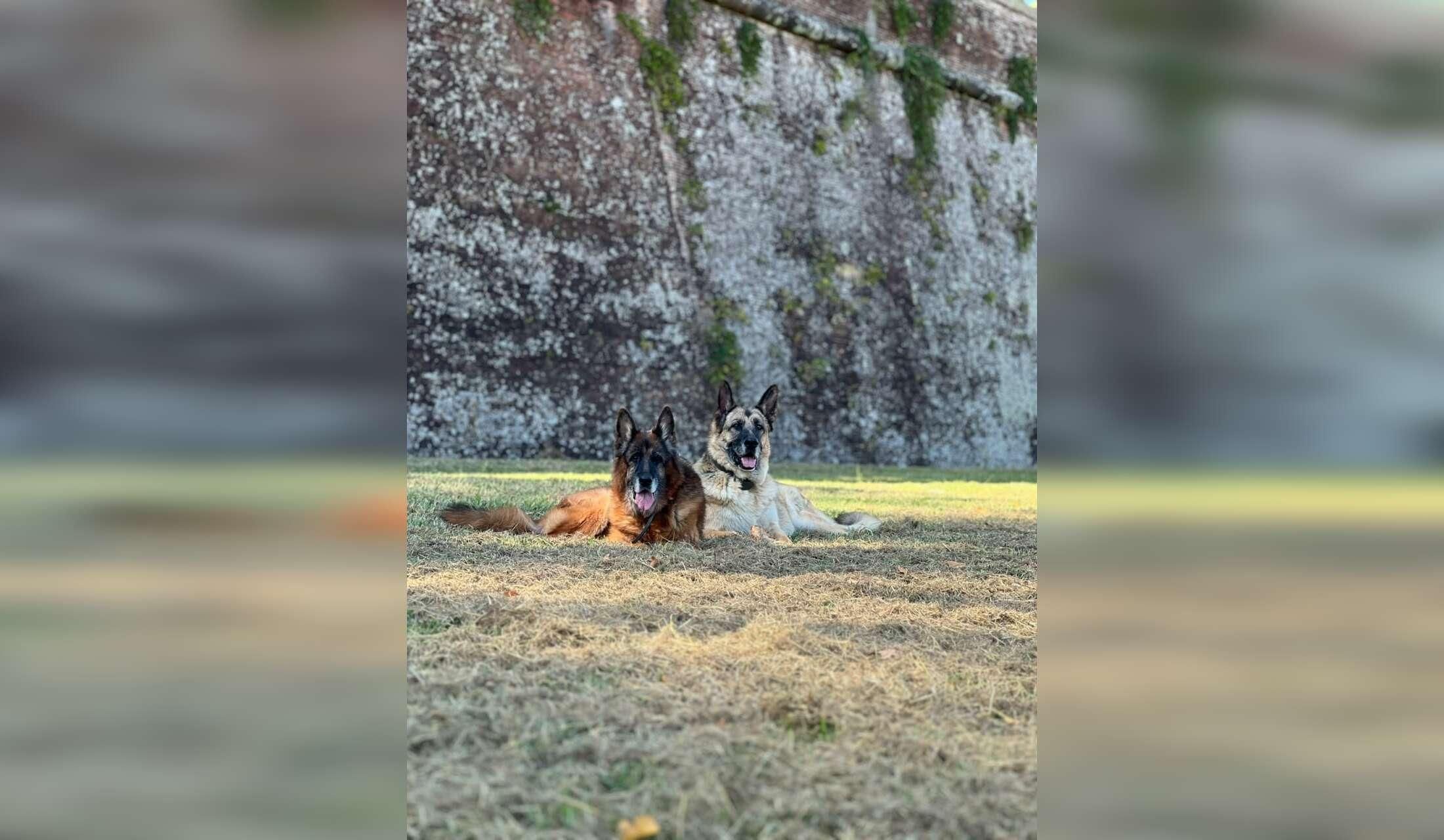Enjoy fabulous Lucca in Tuscany with two beautiful German shepherds, in a big apartment in front of its famous walls - Image 10
