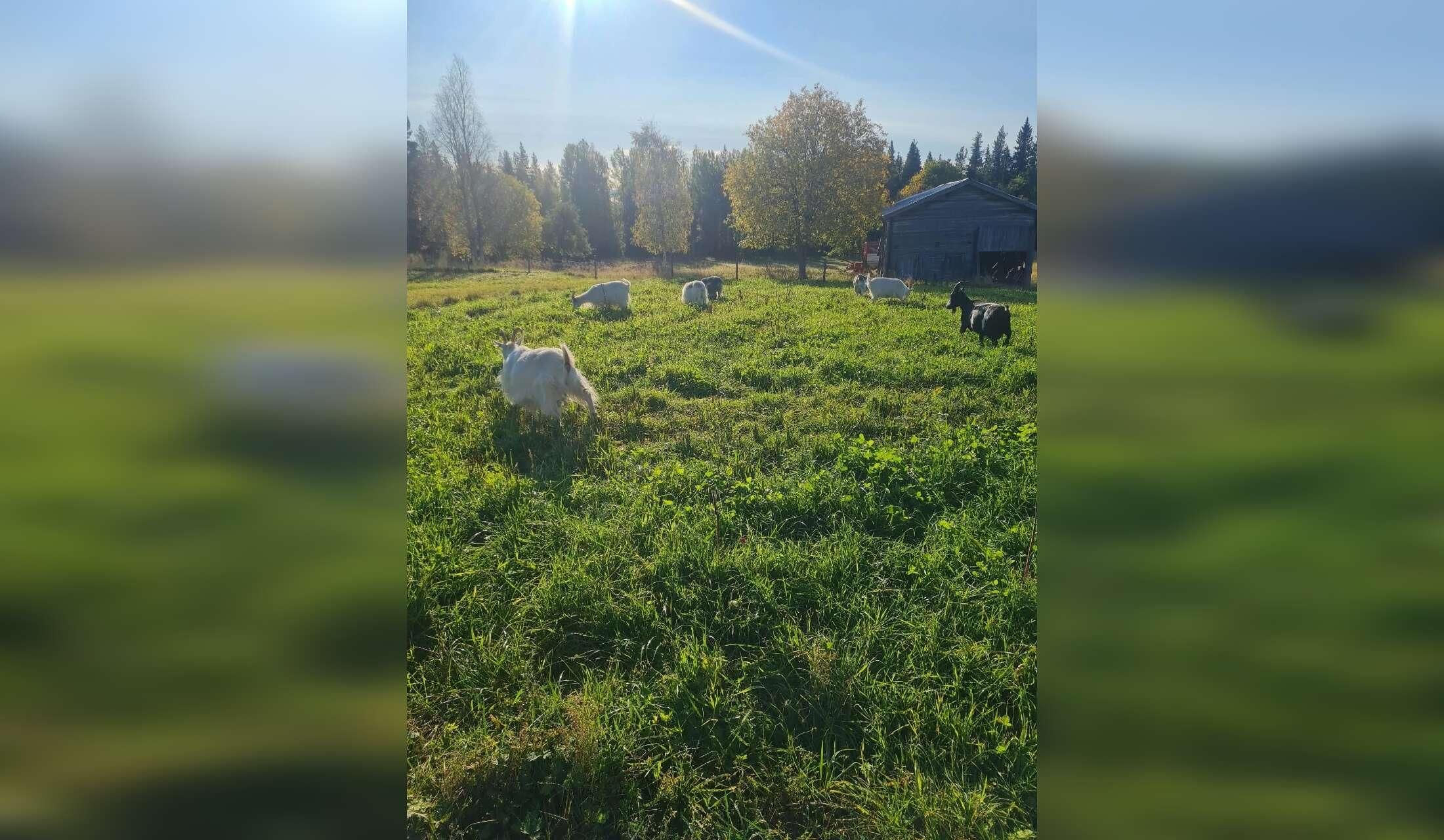 Small farm in Northern Sweden - Image 7