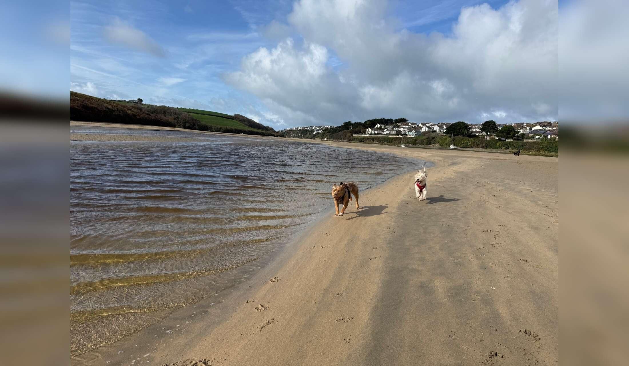 Two sweet dogs & a house  in Cornwall - DECEMBER 2026! :-) - Image 2