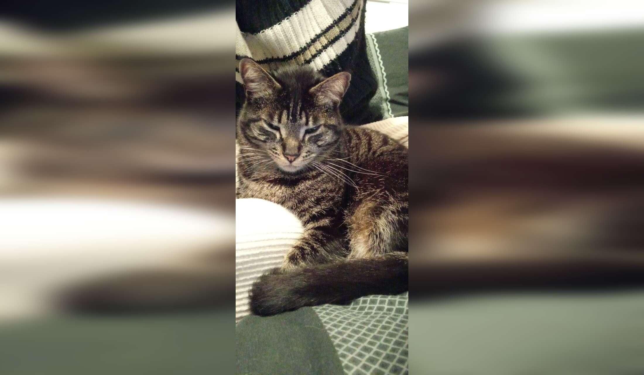 Pet sitter needed in quiet village setting - Image 4