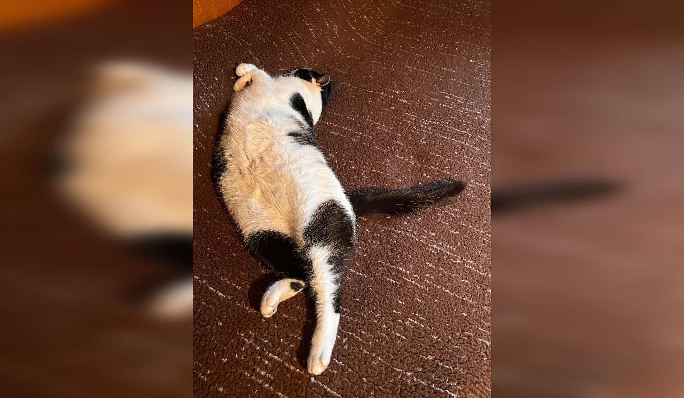 Wanted: house sitter / cat-and garden lover - Image 9
