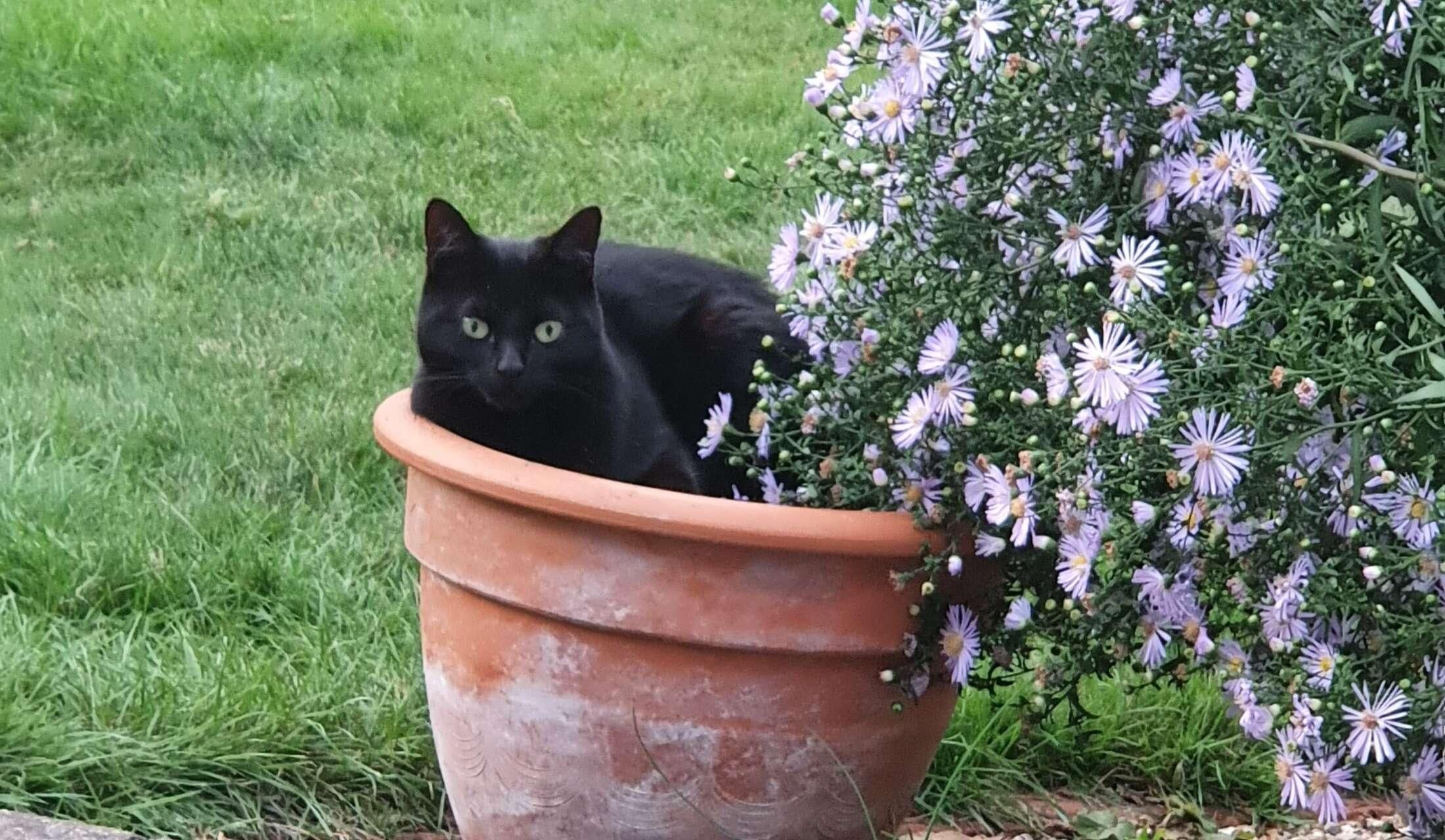 House sitter(s) required for Home and Cat sit - Christmas 2026, Bromley, London, UK - Image 7