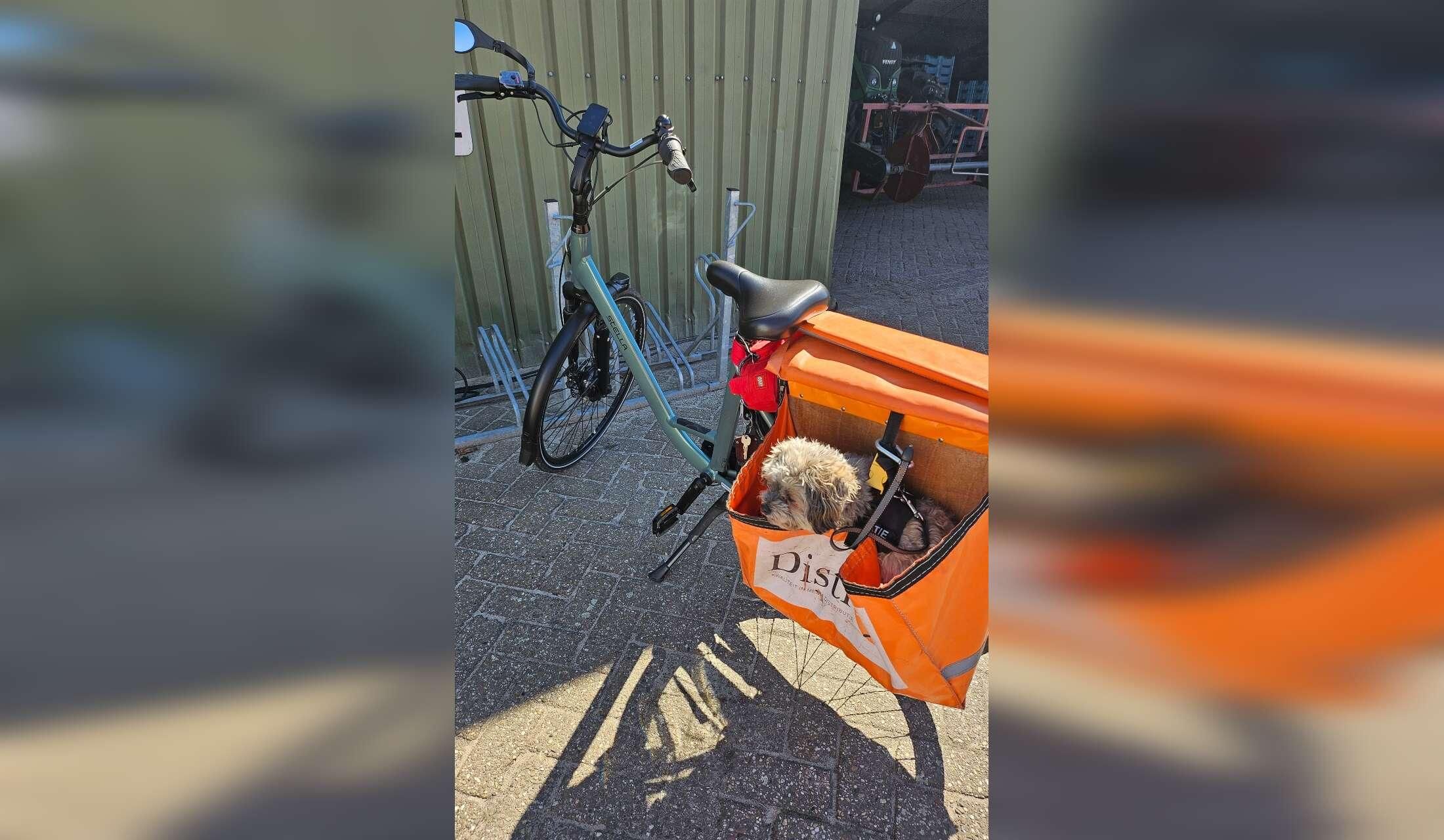 Single to care for small dog - Image 8