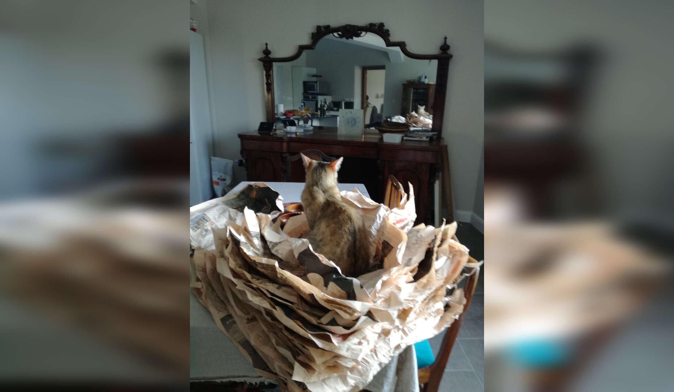 easy to care for cat in Galicia