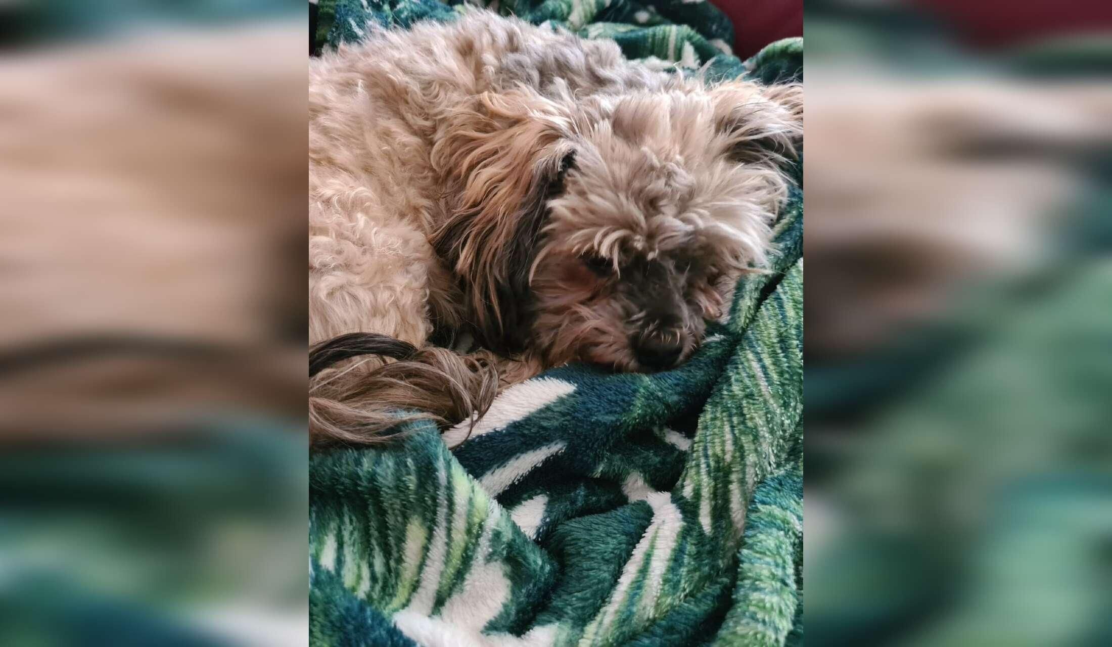 Single to care for small dog - Image 6