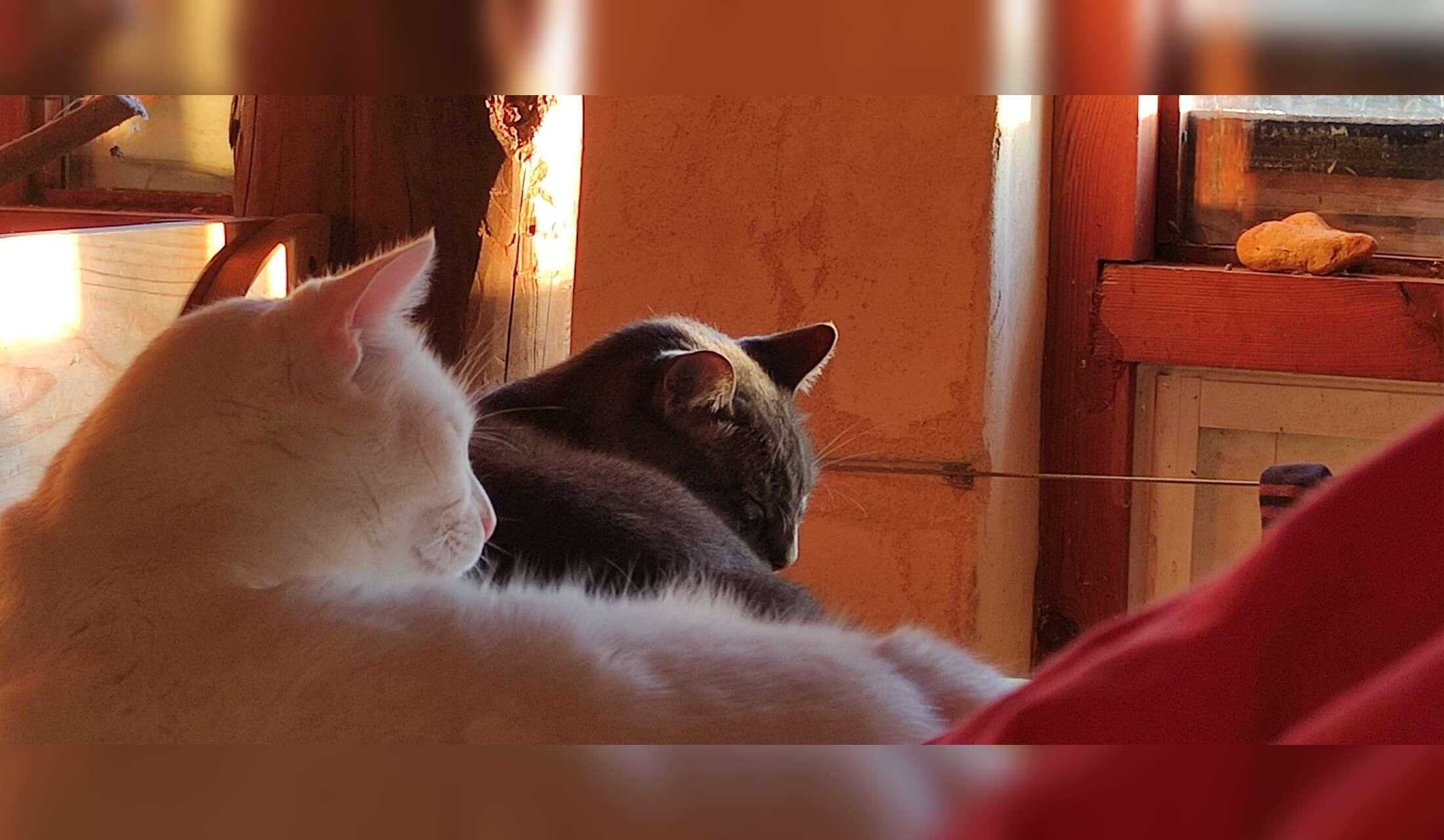Looking 10 Nov. Till 28 febr. a sitter, riverside, 3 cats