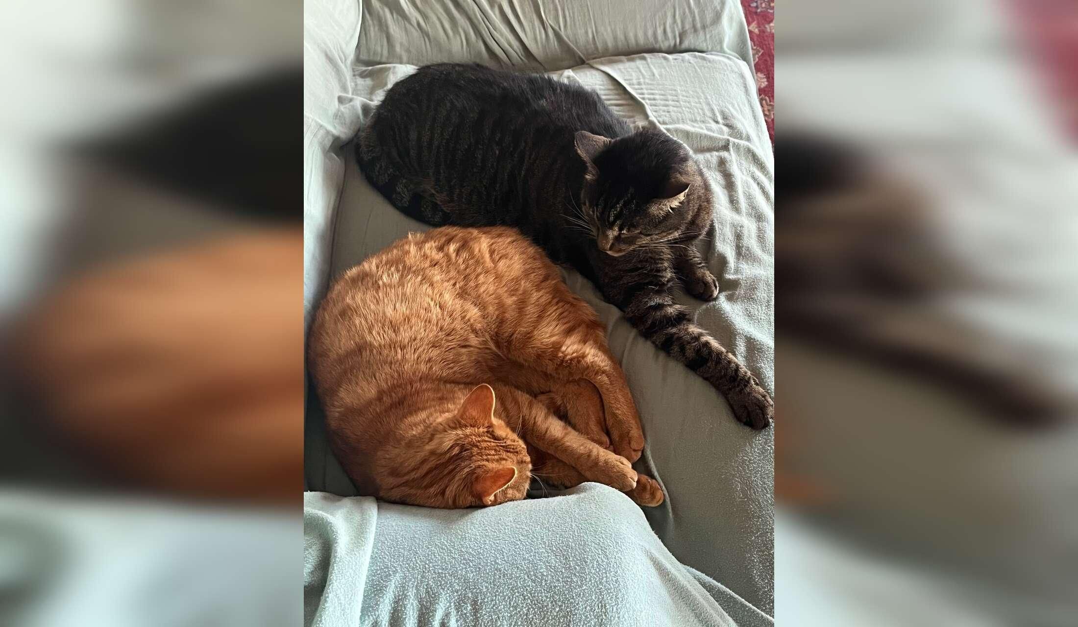 Peaceful Rural Virginia Home & Four Sweet Cats — 11-Week Winter Sit - Image 6