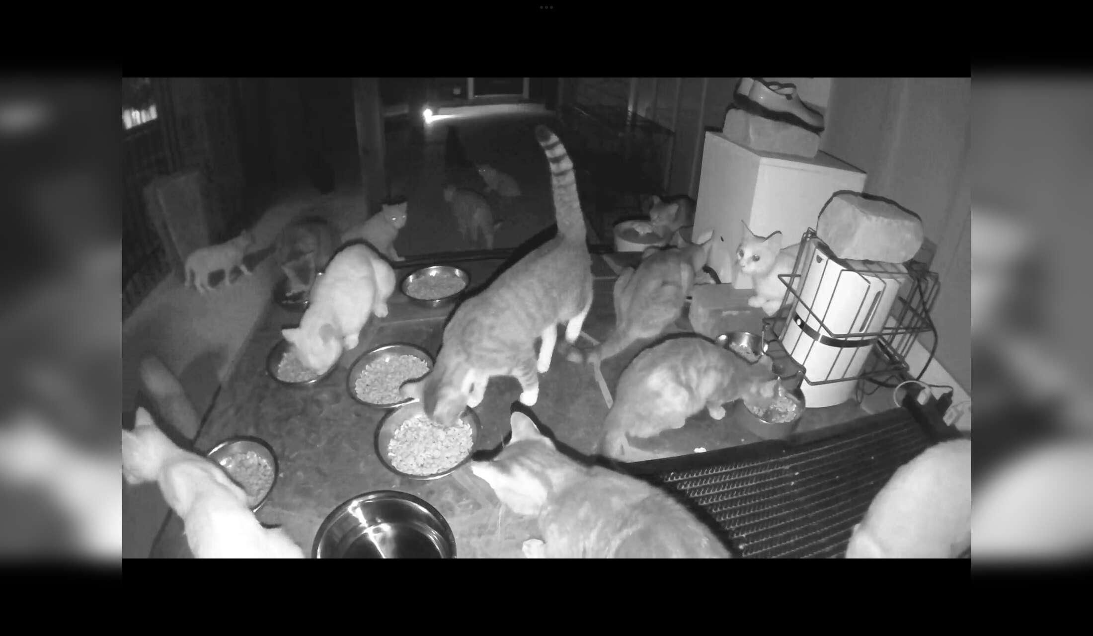 Lots of Cats in New Braunfels, Texas - Image 3