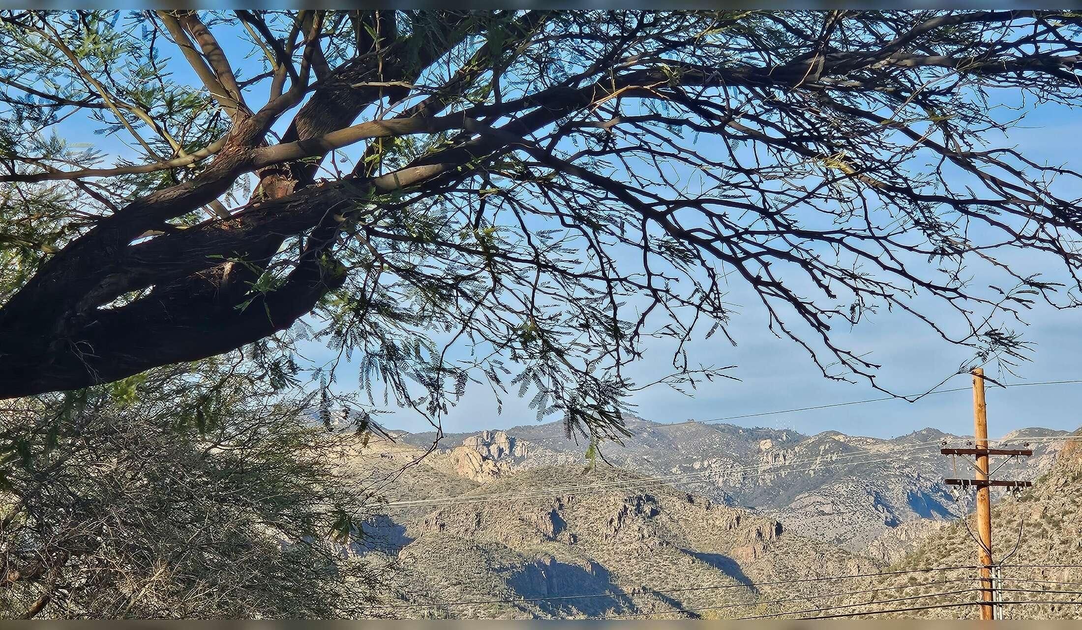 Housesit in Catalina Foothills,  Tucson, Arizona