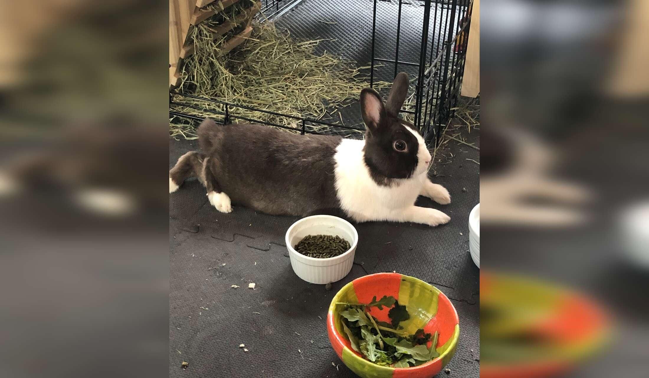 My 1884 Victorian Farmhouse home in Maplewood with 4 beautiful rescue bunnies - Image 8