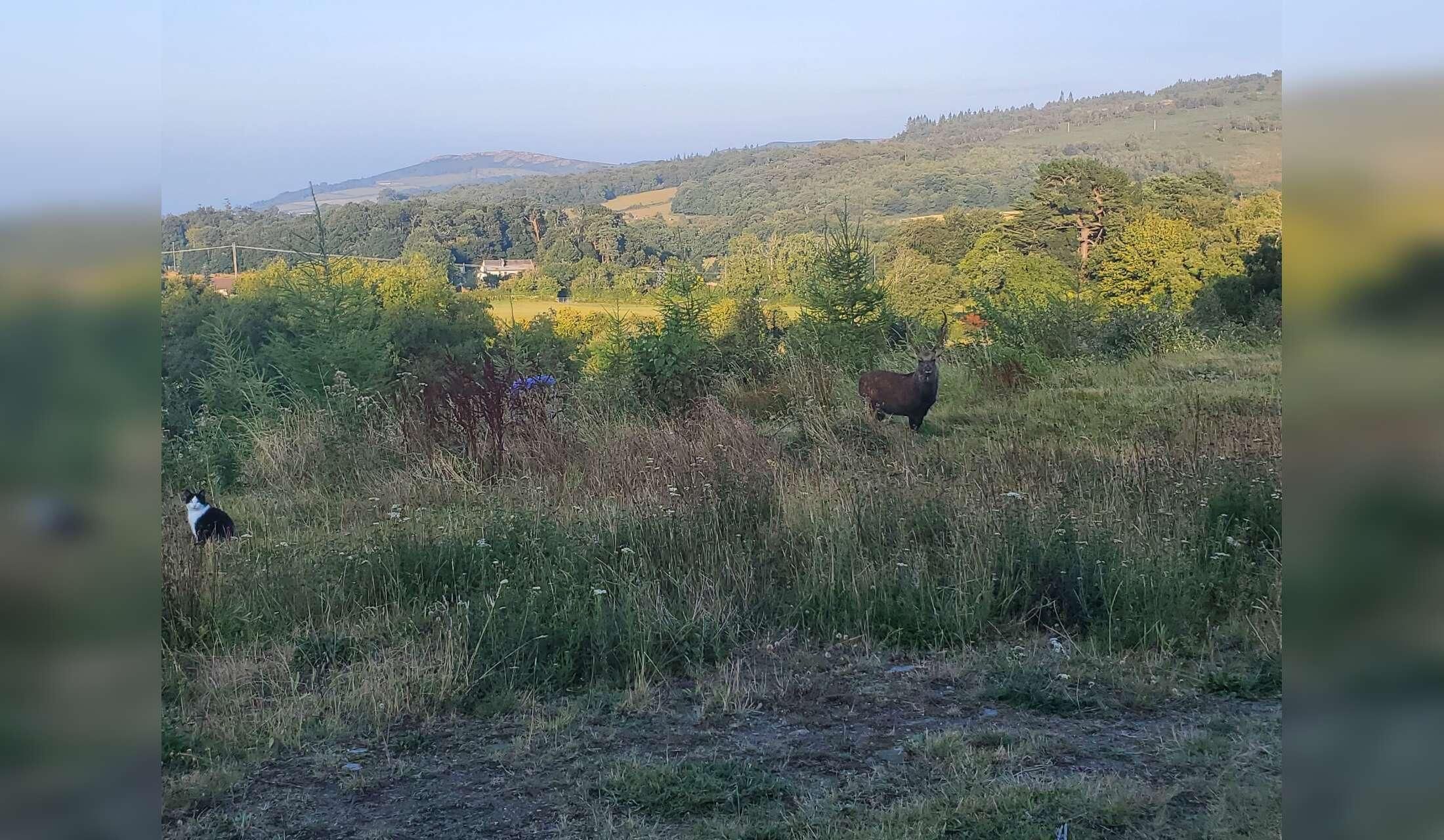 Pet sitting for two cats in Wicklow, Ireland - Image 6