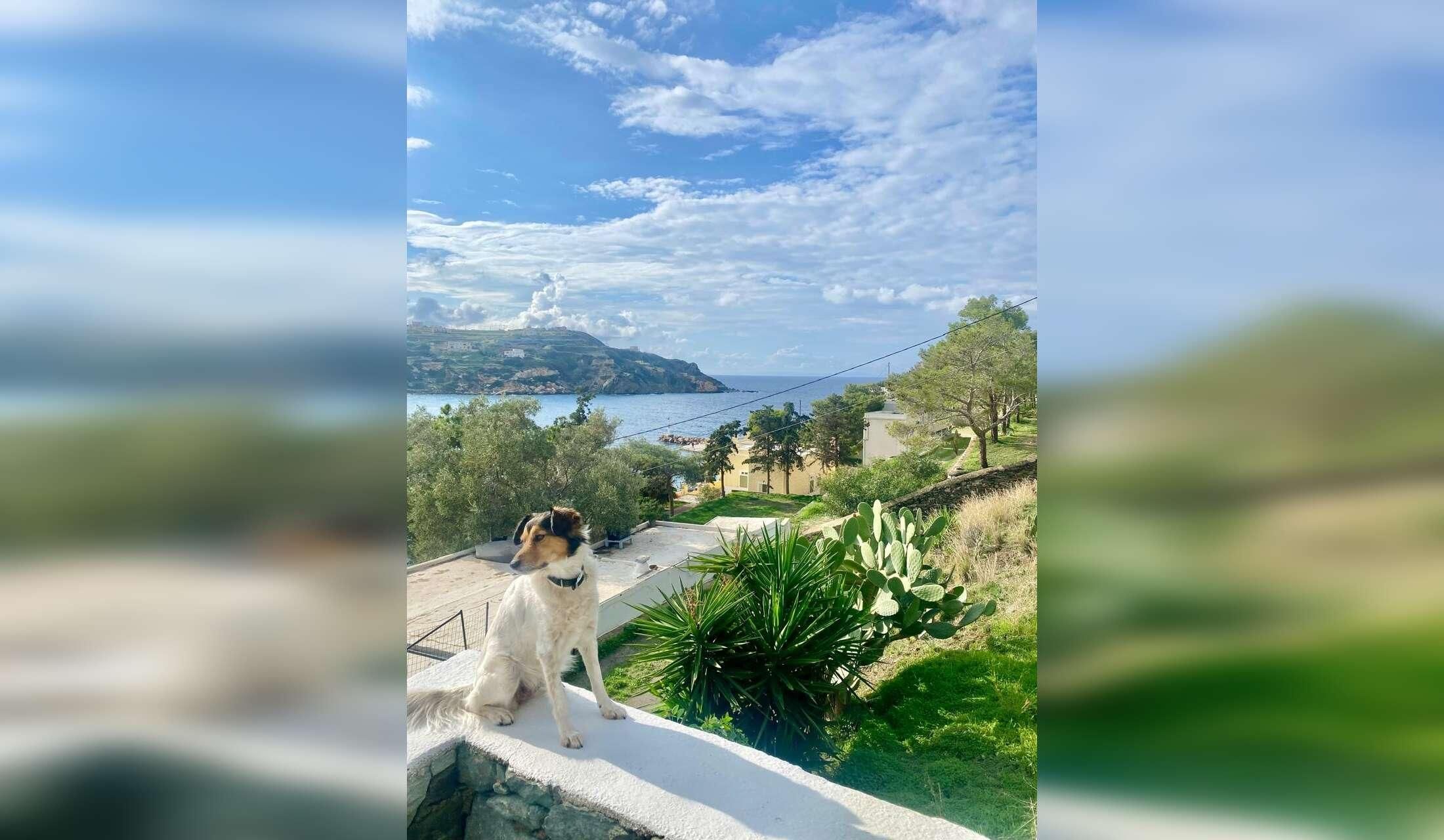 Seeking experienced dog and cat lover for Syros Island.