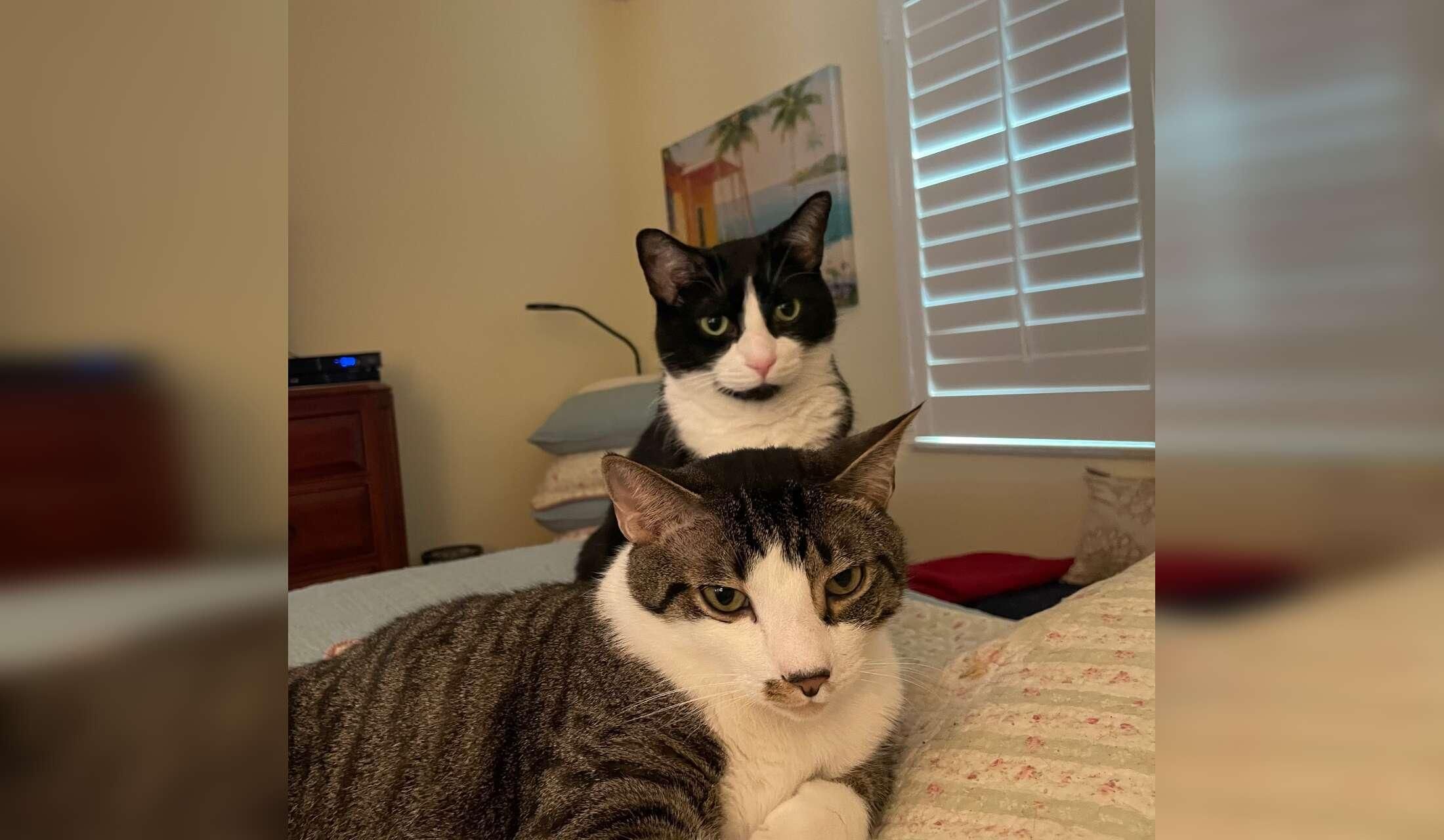 “Cozy Home + Two Sweet Cats Seeking Long-Term, Caring Sitter” - Image 8
