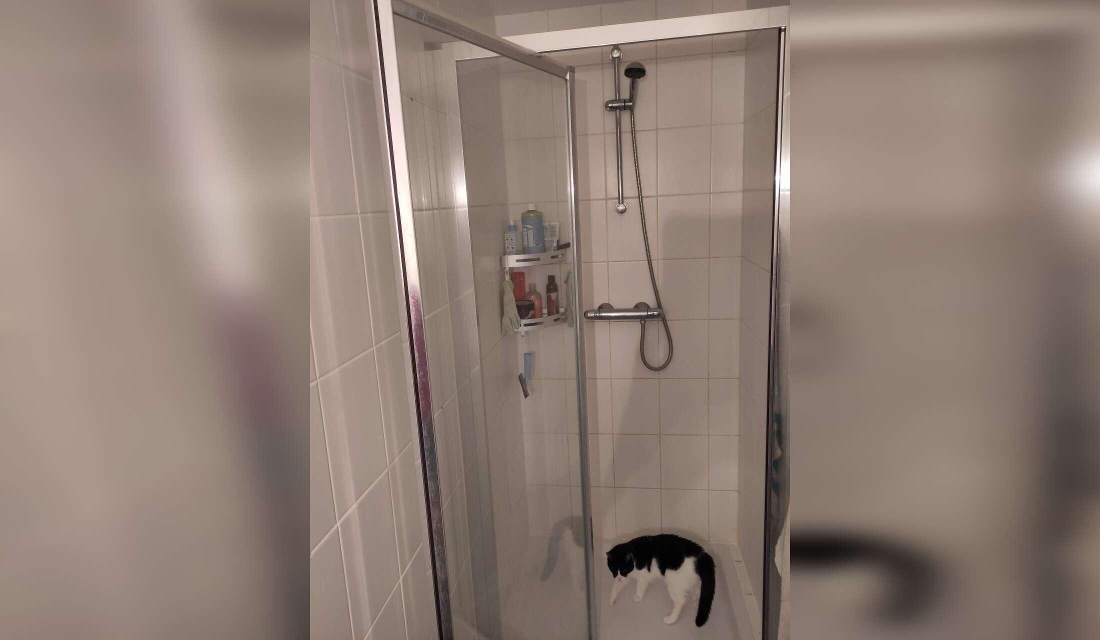 Cat/housesitting in Amsterdam Noord - Image 9