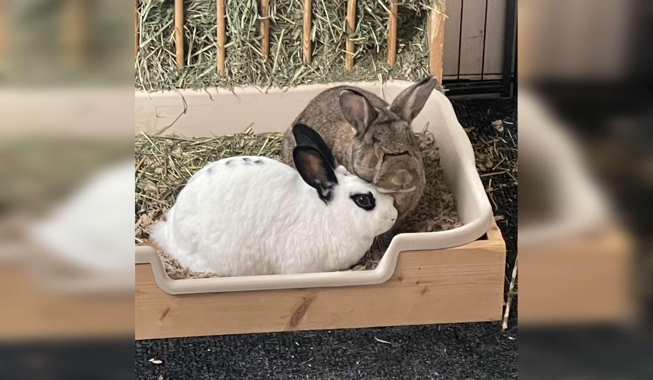 My 1884 Victorian Farmhouse home in Maplewood with 4 beautiful rescue bunnies - Image 10