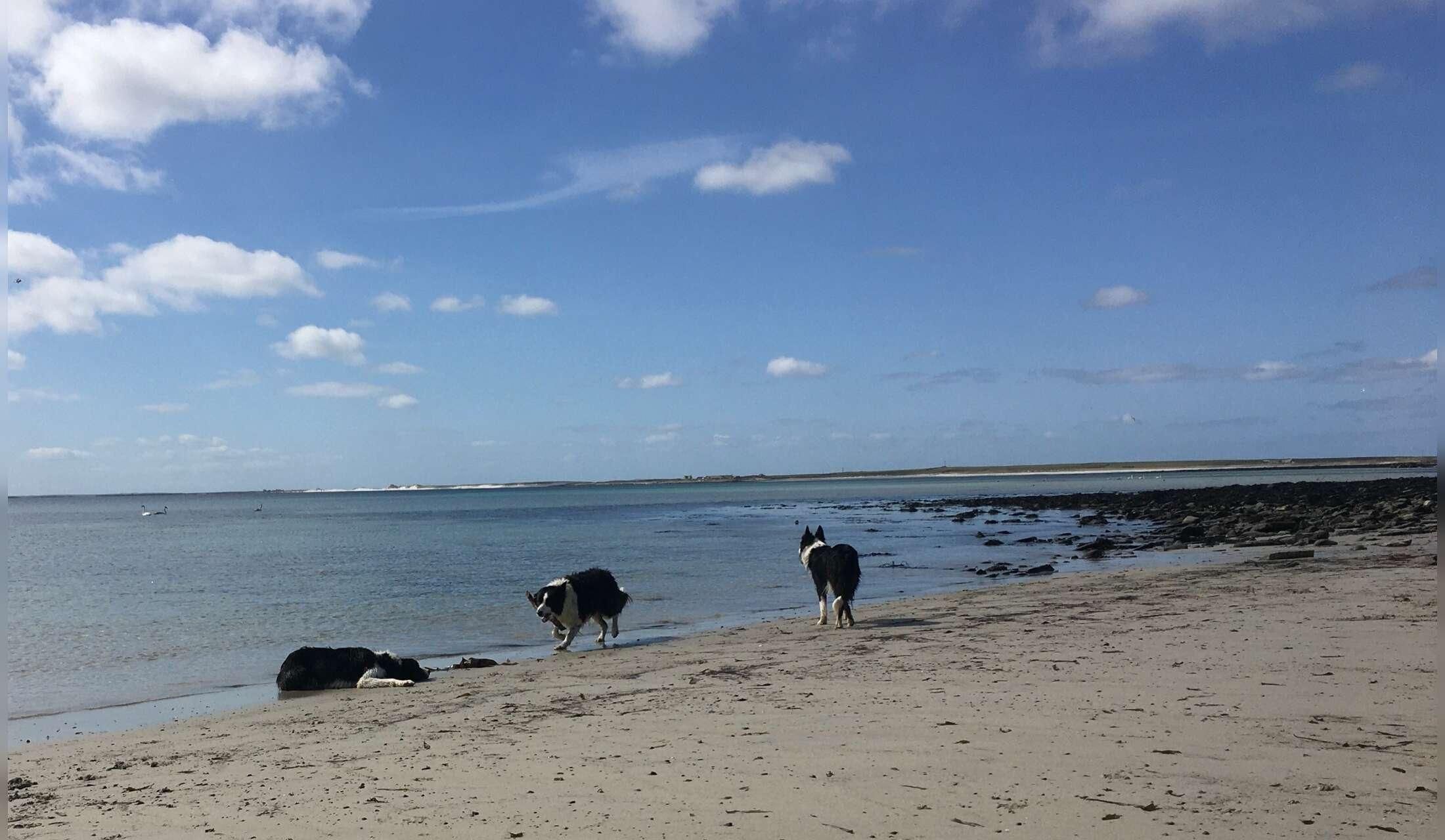 Orkney Islands - dog sit opportunity - Image 7