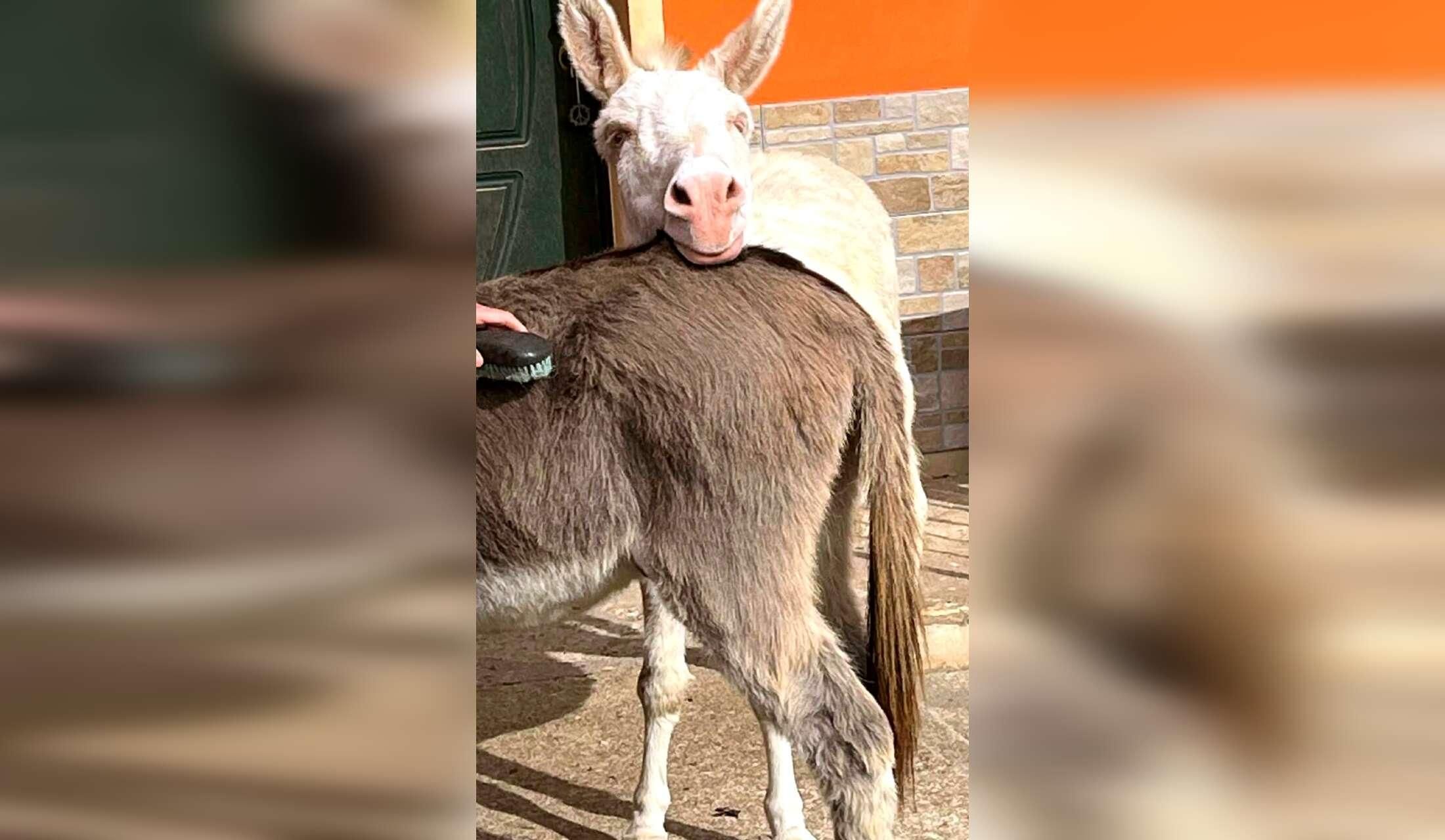 Professional Home and Petsitter wanted  for cats and donkeys in Sardinia, Italy - Image 9