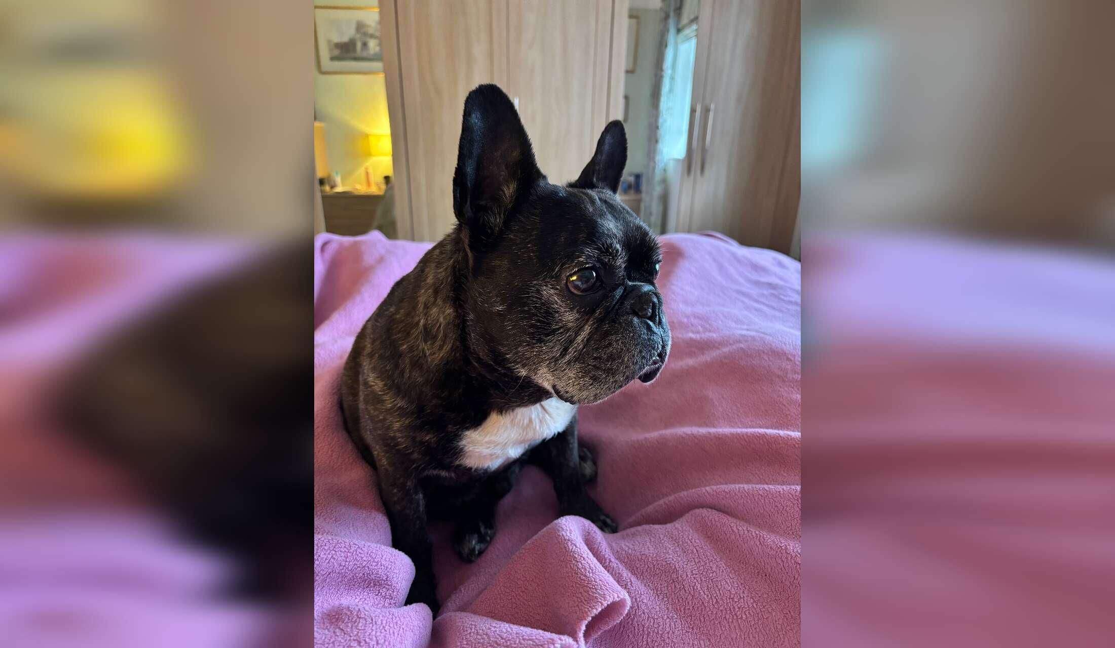 Jax - my French bulldog 11 years old and fit and full of character. Need a caring dog lover who will care for him and my home - Image 6
