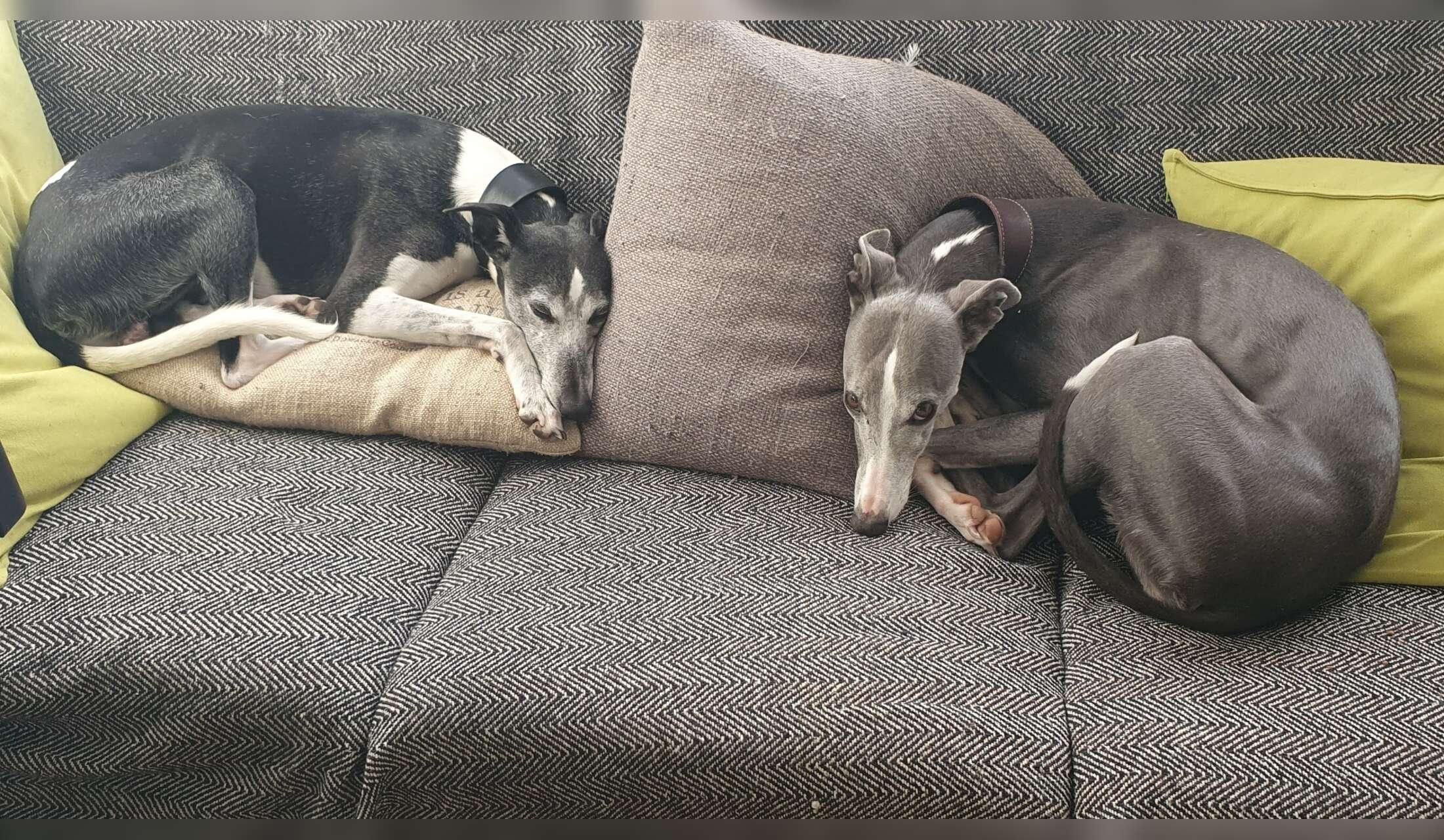 House and dog sitter - Skipton, North Yorkshire
