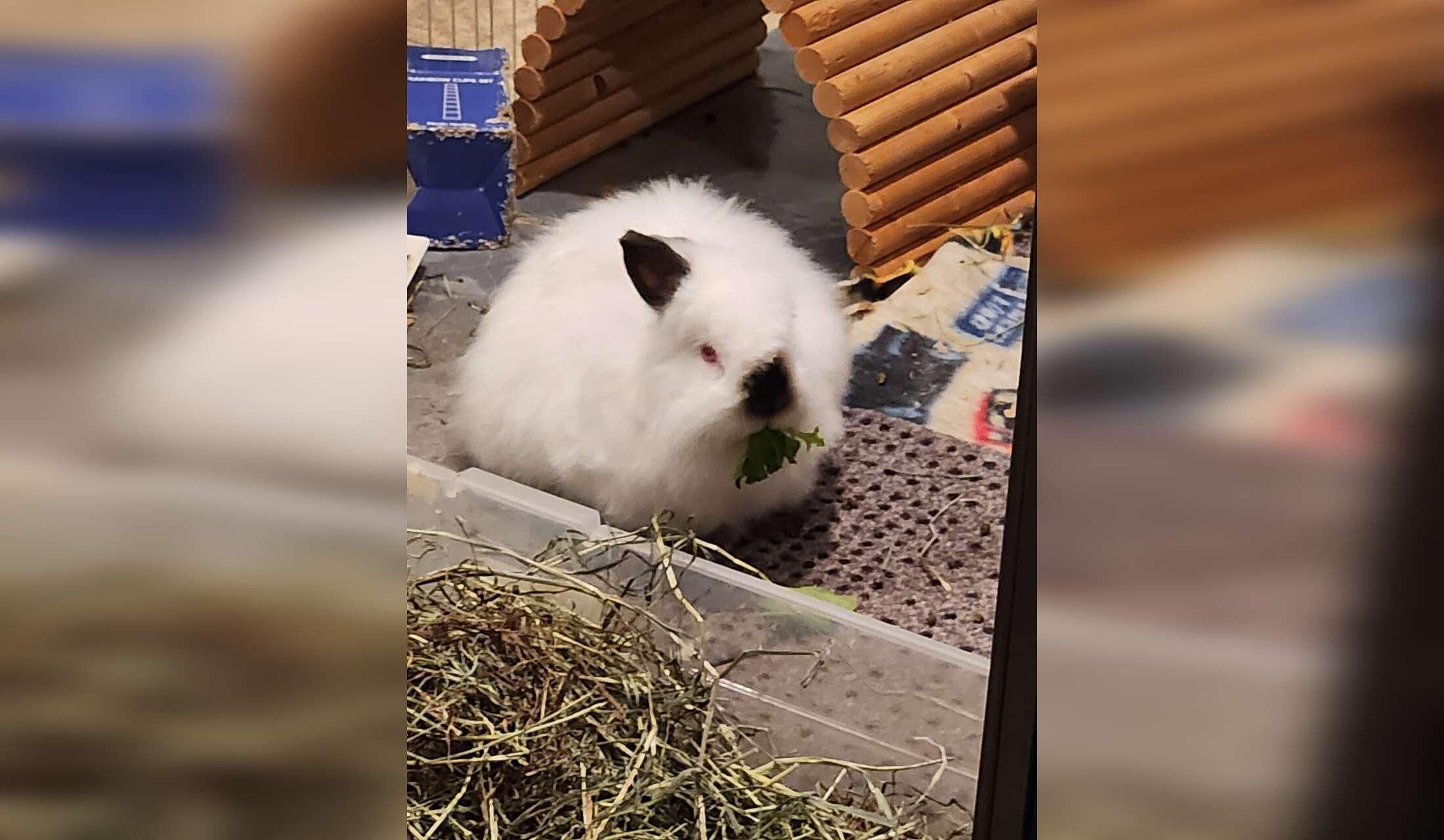 Home in Victoria, British Columbia - with 2 free-roam rabbits - Image 6
