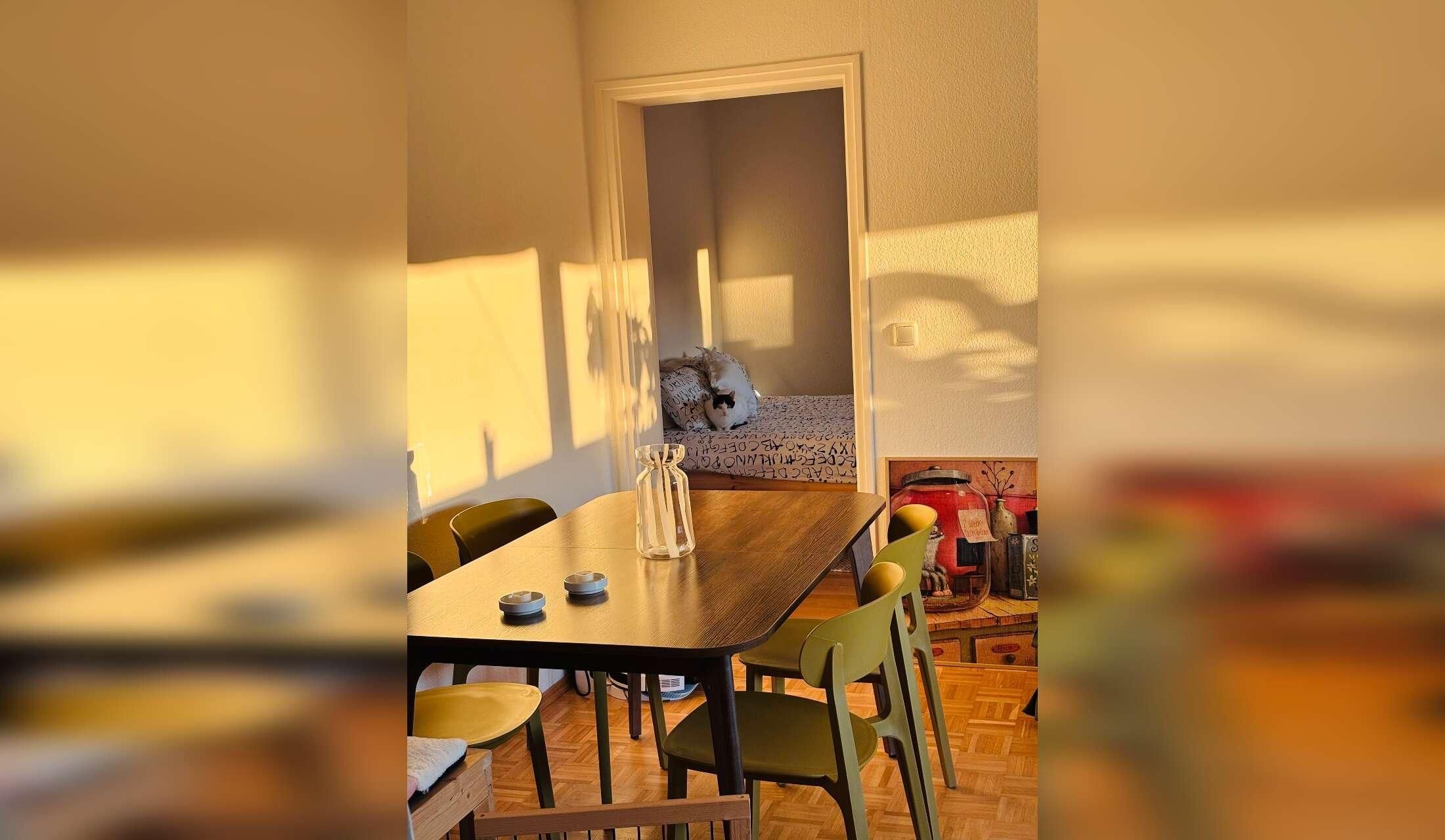 Sitter for 2 cat - fairies in Munich - Image 6