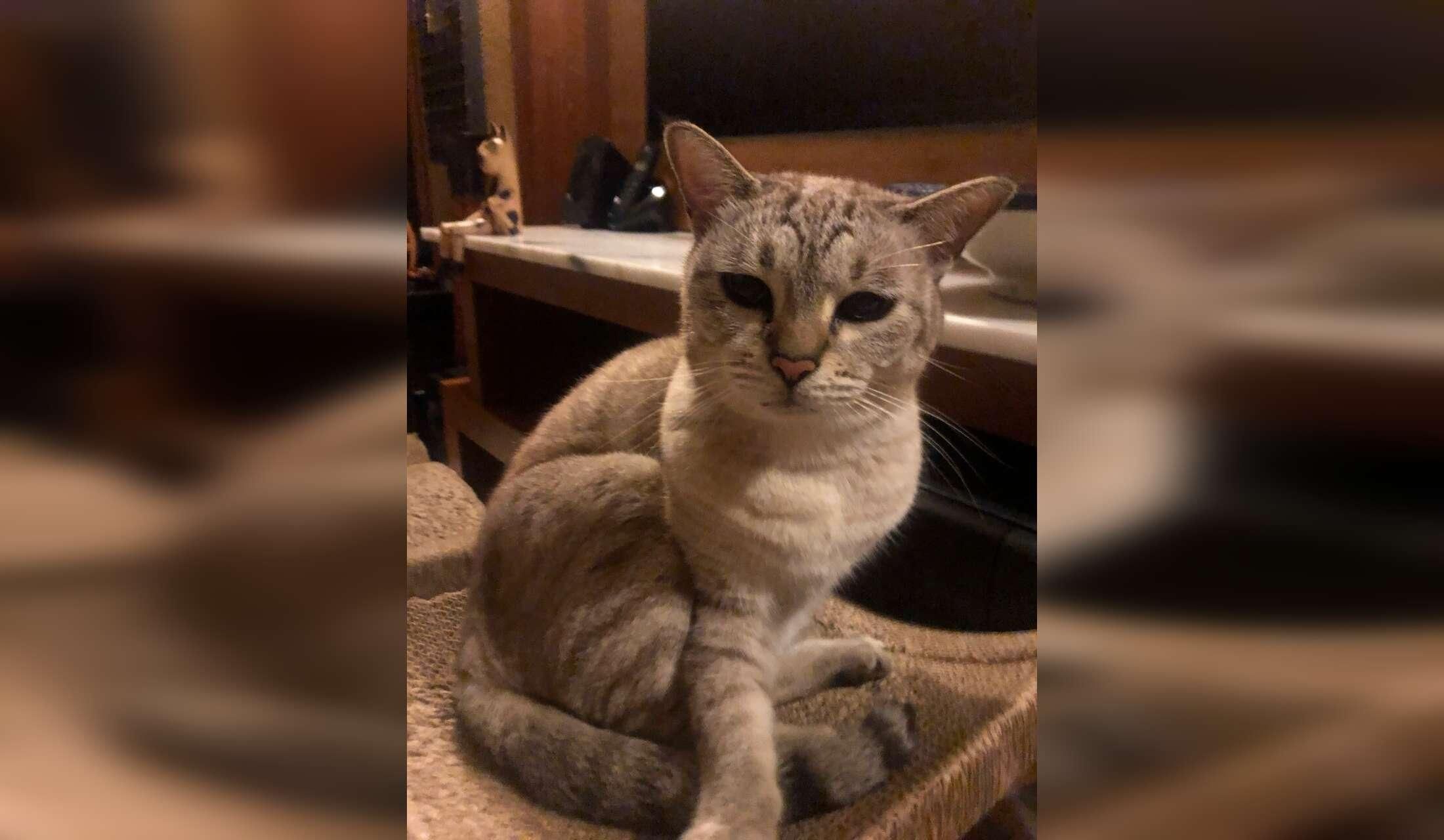 Cat lovers needed for beachfront condo - Image 3