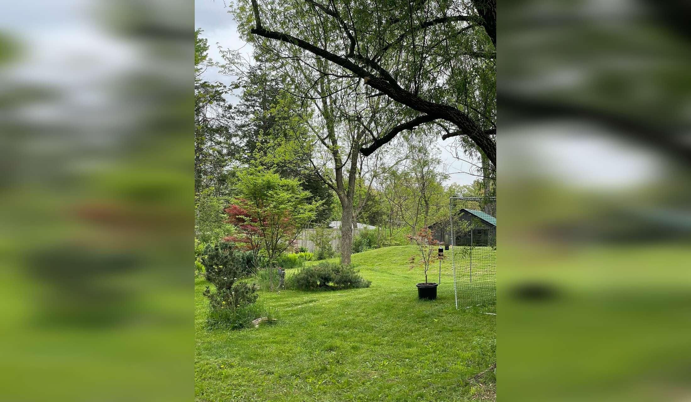 Stay in Beautiful Ithaca, with a windhound, an Abyssinian kitten and rescue black cat.  One bedroom home, central air, private yard, & painting studio. 2 week stay - Image 4