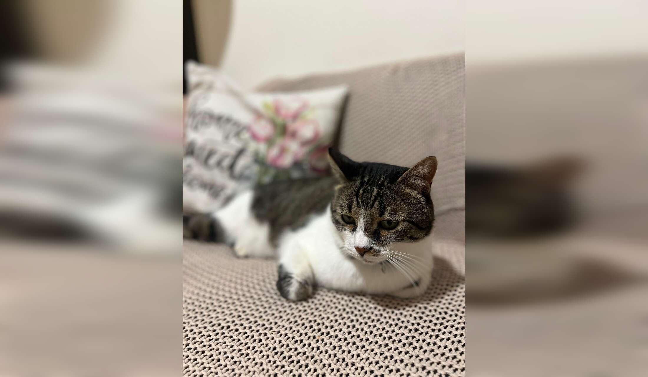 Cozy Lisbon Apartment + Loving Cat – Sitter Needed (August-October) - Image 8
