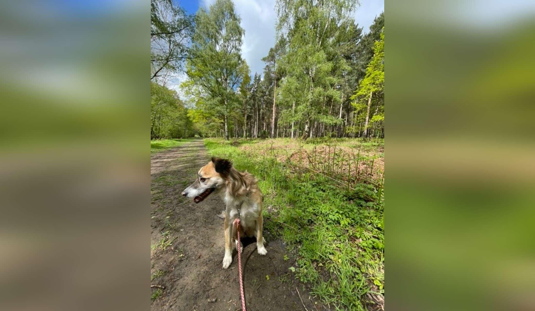 Pet sitter needed in quiet village setting