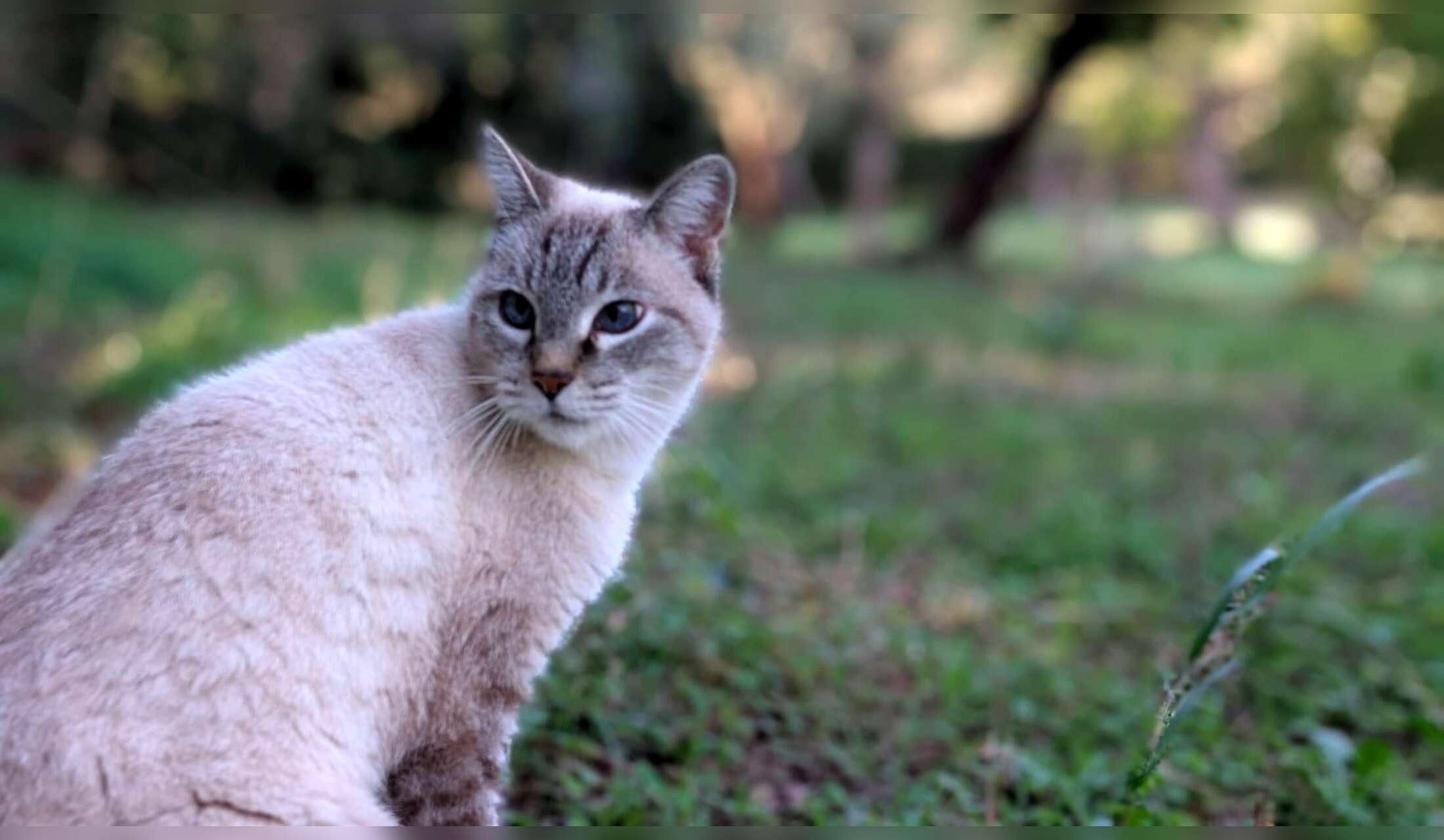 Professional Home and Petsitter wanted  for cats and donkeys in Sardinia, Italy - Image 7