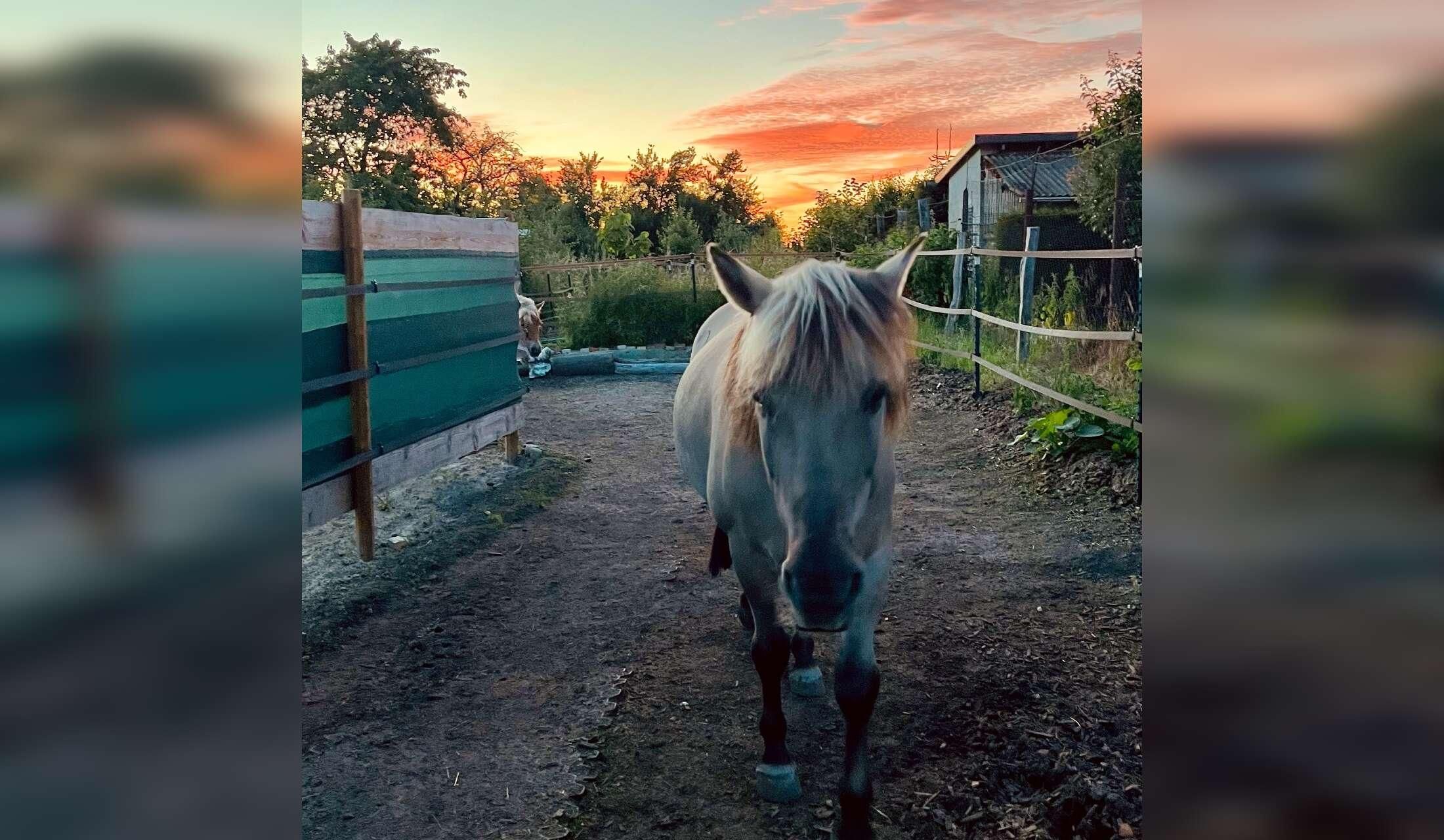 Welcome to our creative green place with 2 ponies, cats and a dog - Image 4